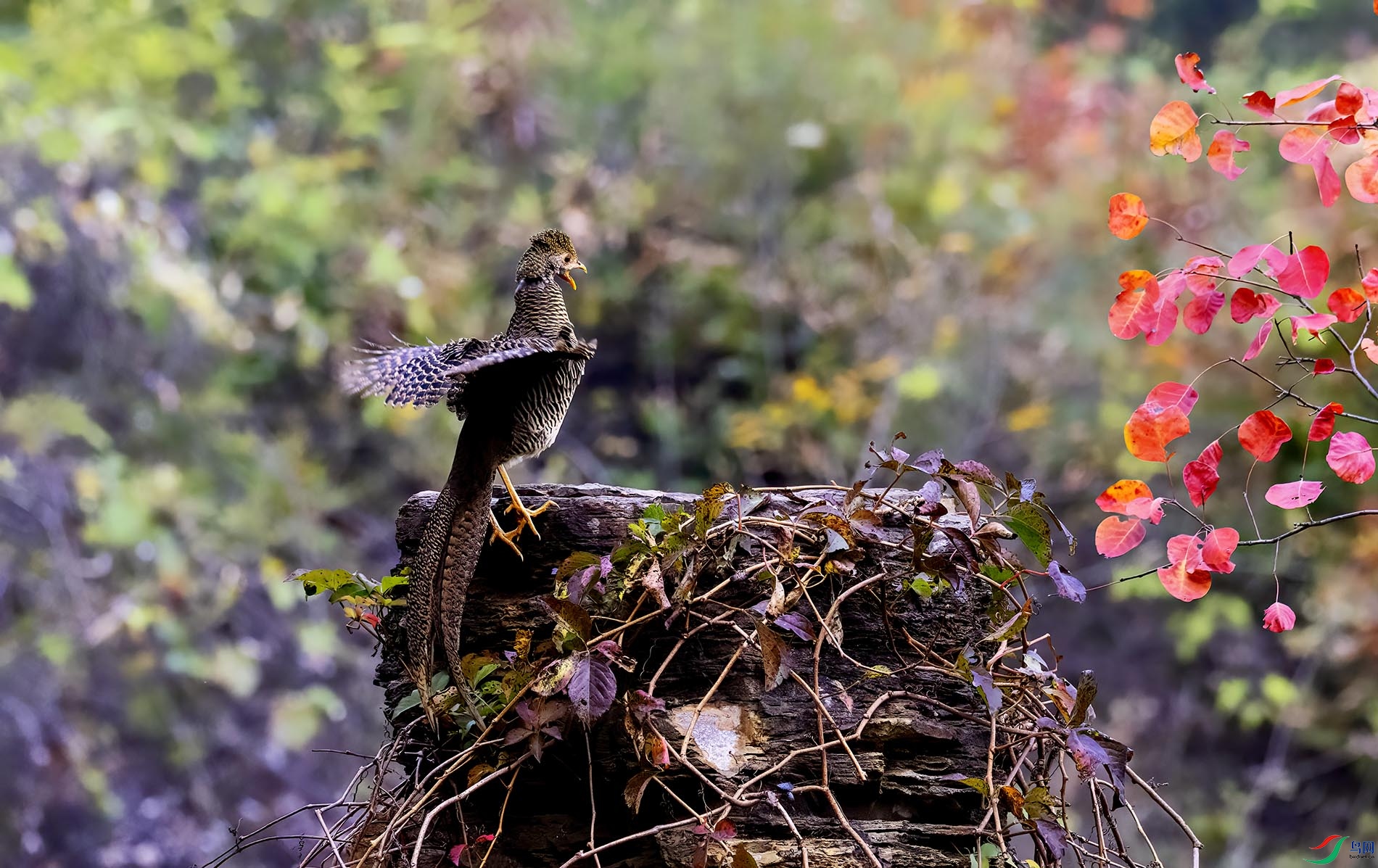 �����ǳ�