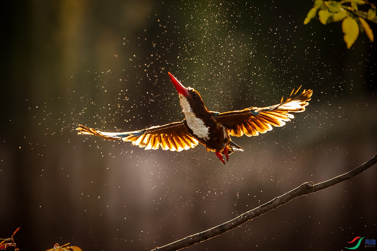 BU3I4591.jpgz.jpg