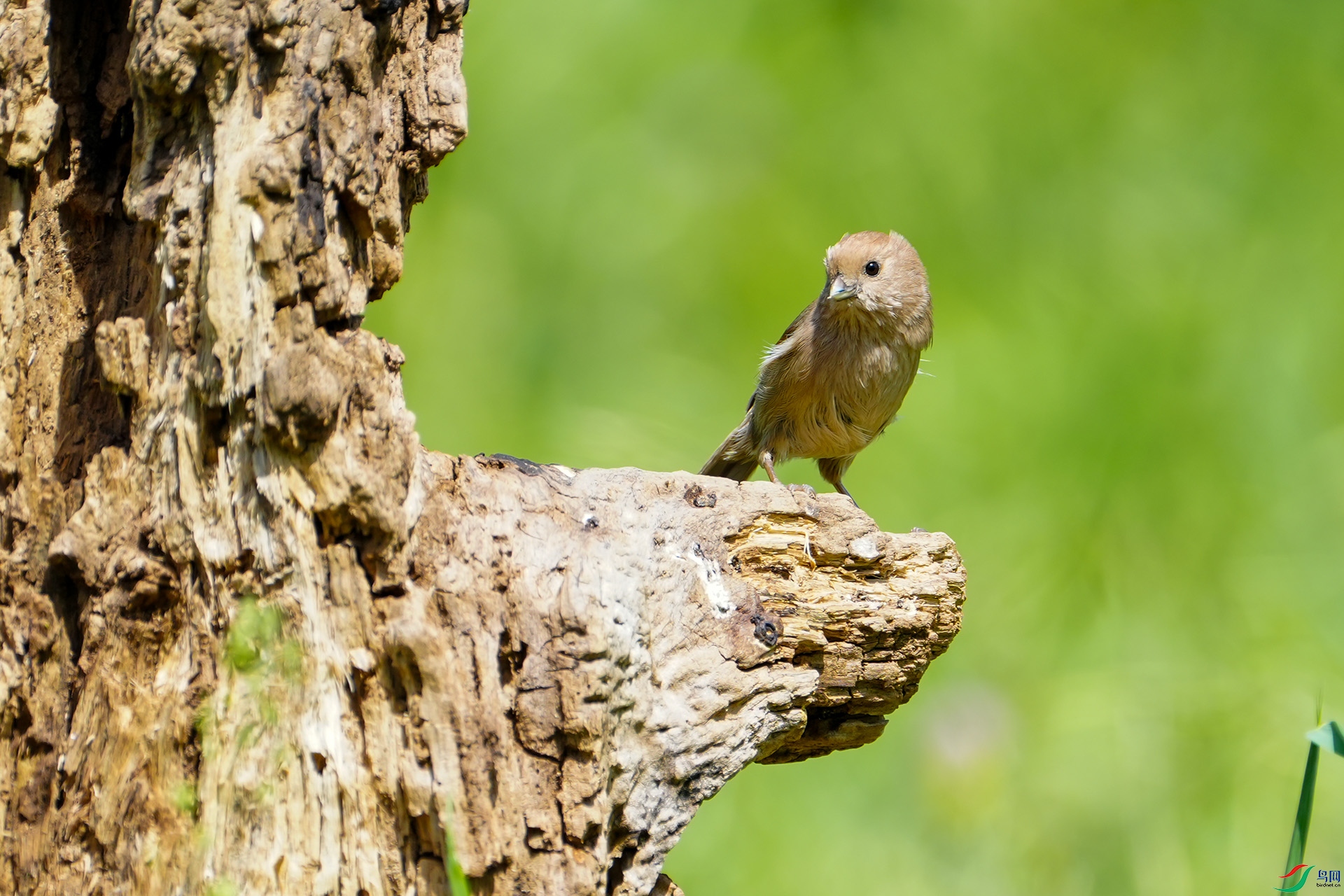 DSC08520 ����.jpg