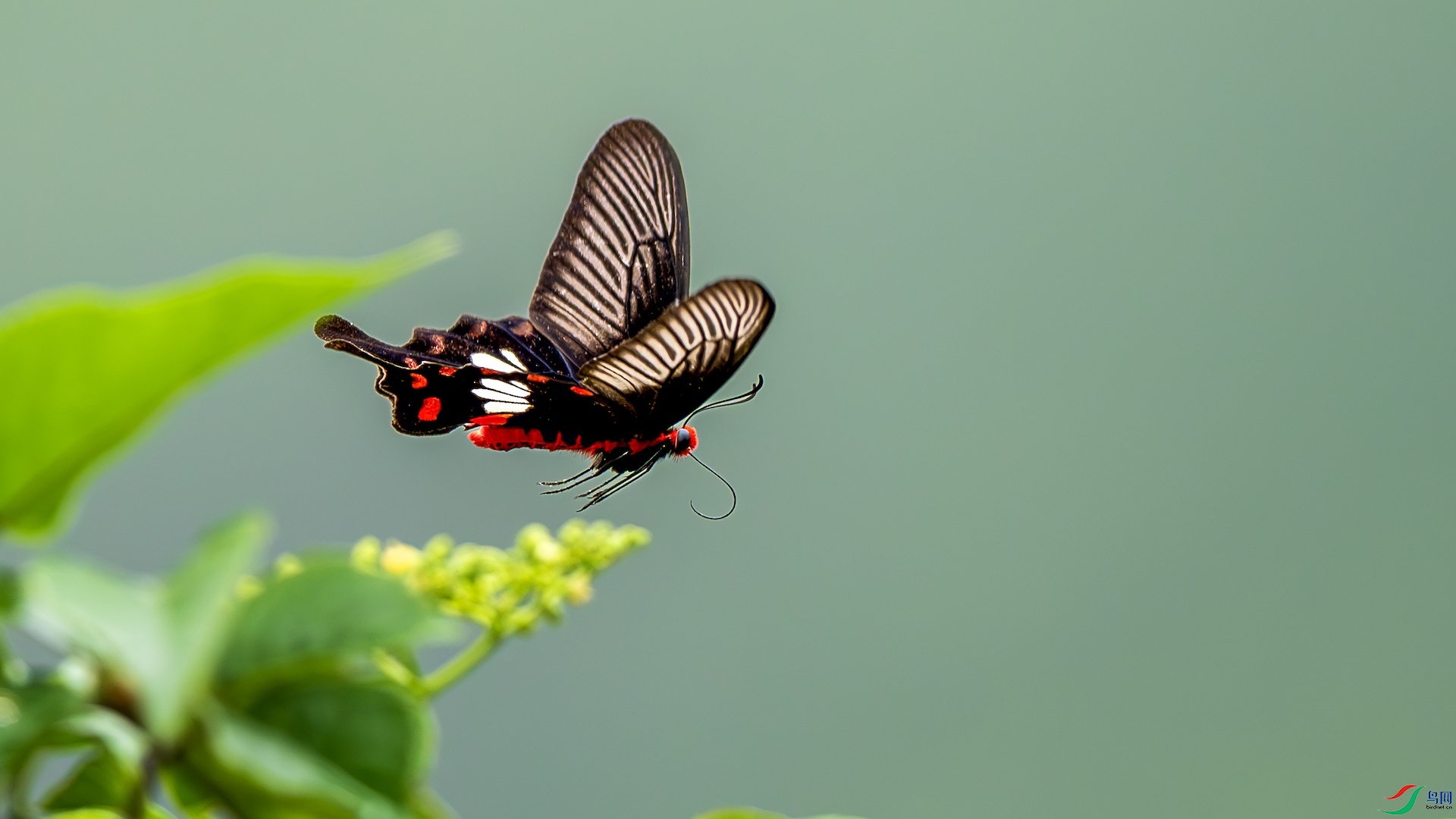 1_XXL2935-����ǿ-NR ����.jpeg