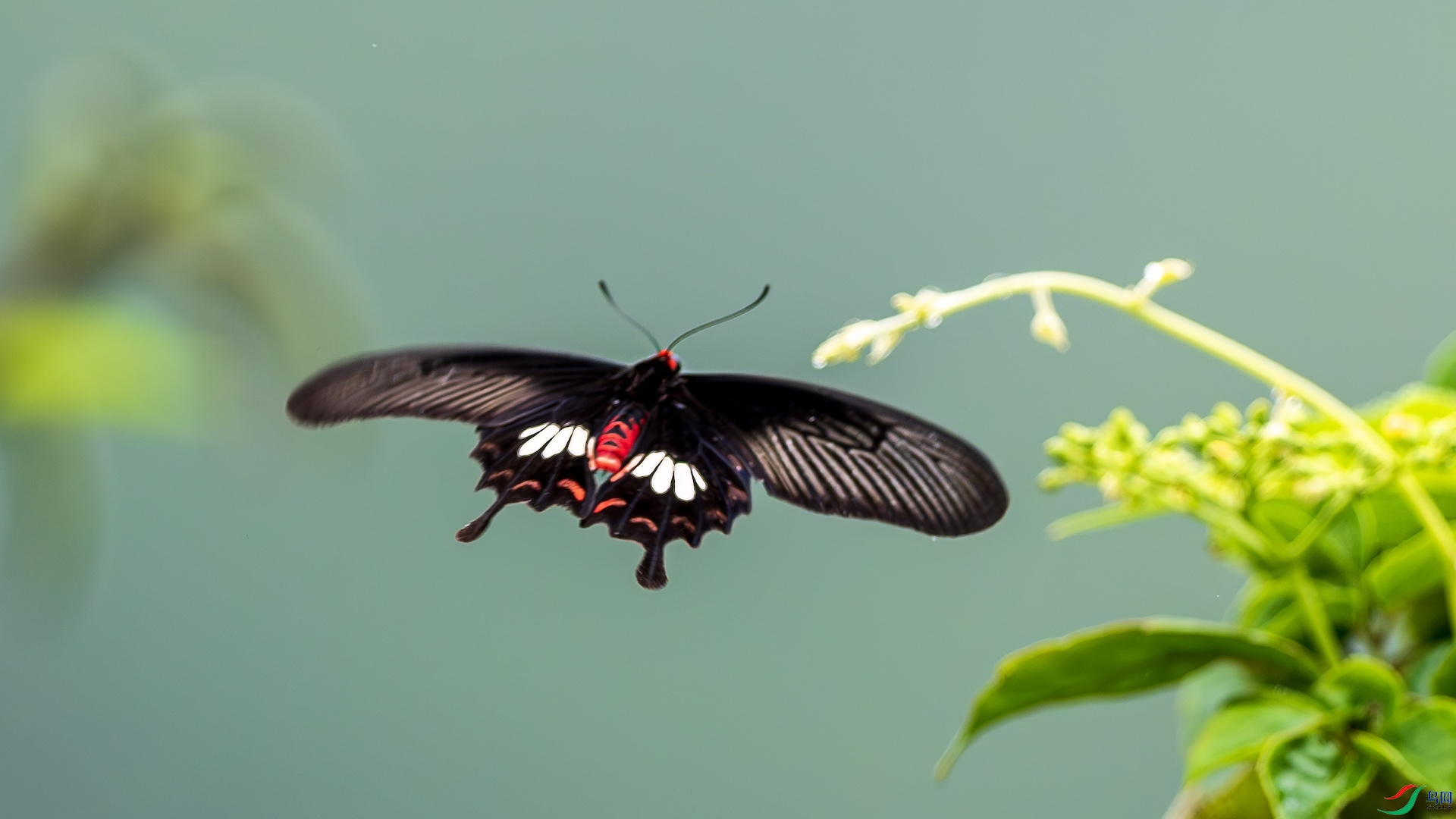 1_XXL2939-����ǿ-NR ����.jpeg