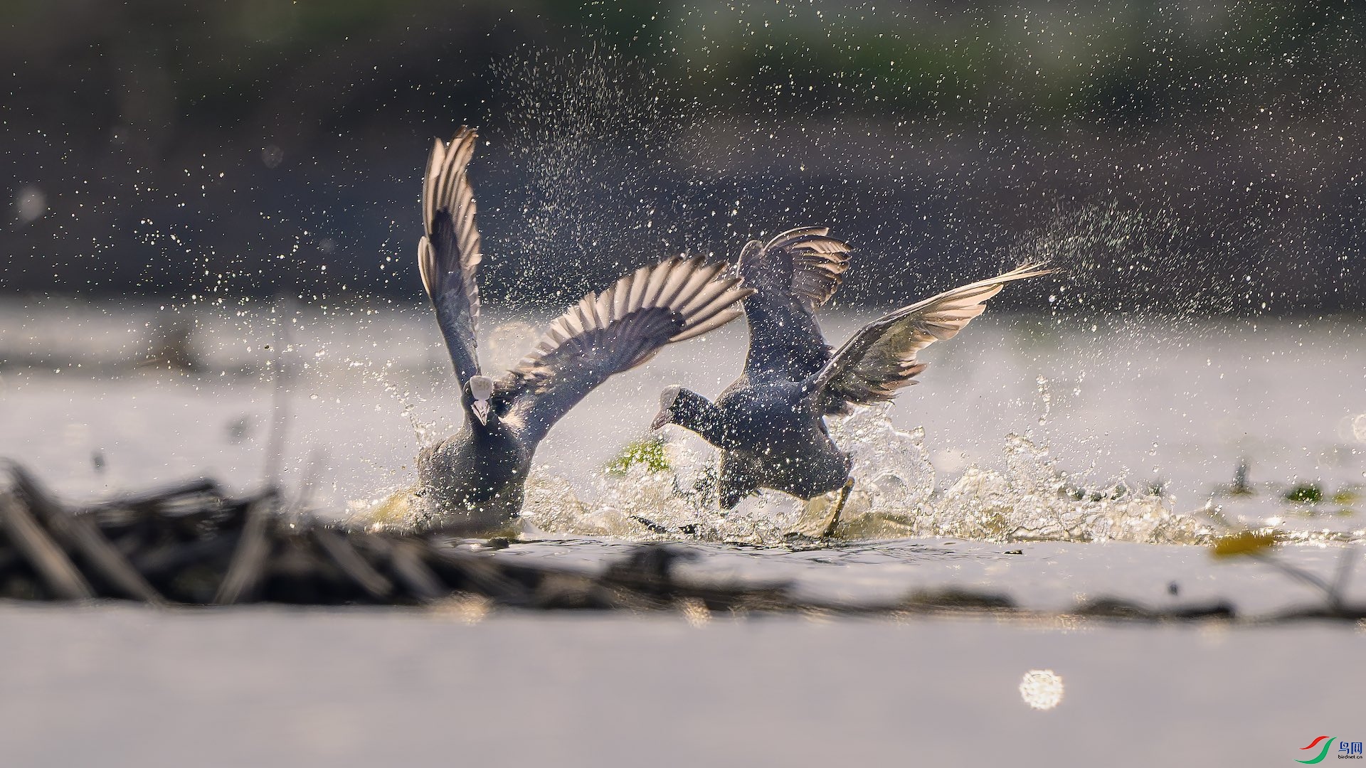 1_XXL6643-����ǿ-NR ����.jpeg