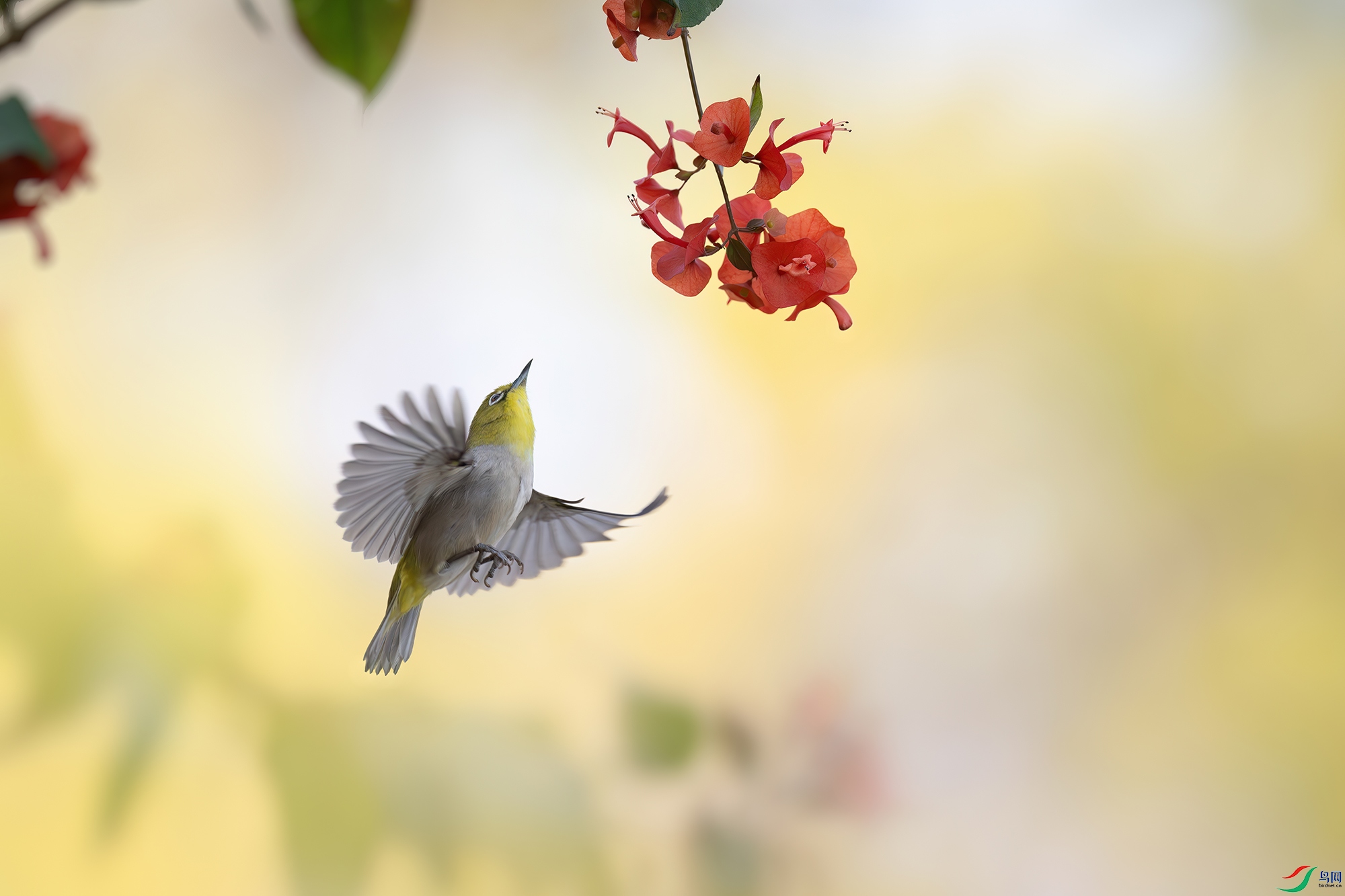 DSC_2962-����ǿ-NR.jpg