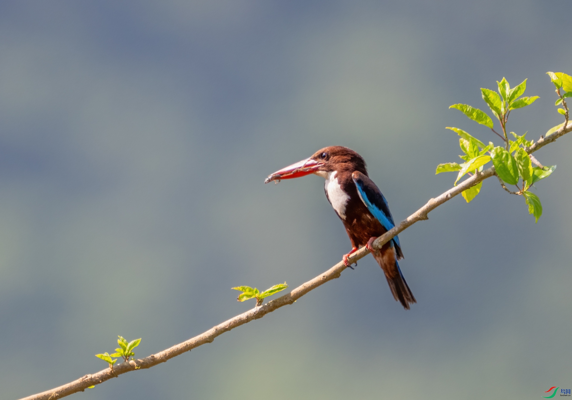 DSC_4423-1.jpg