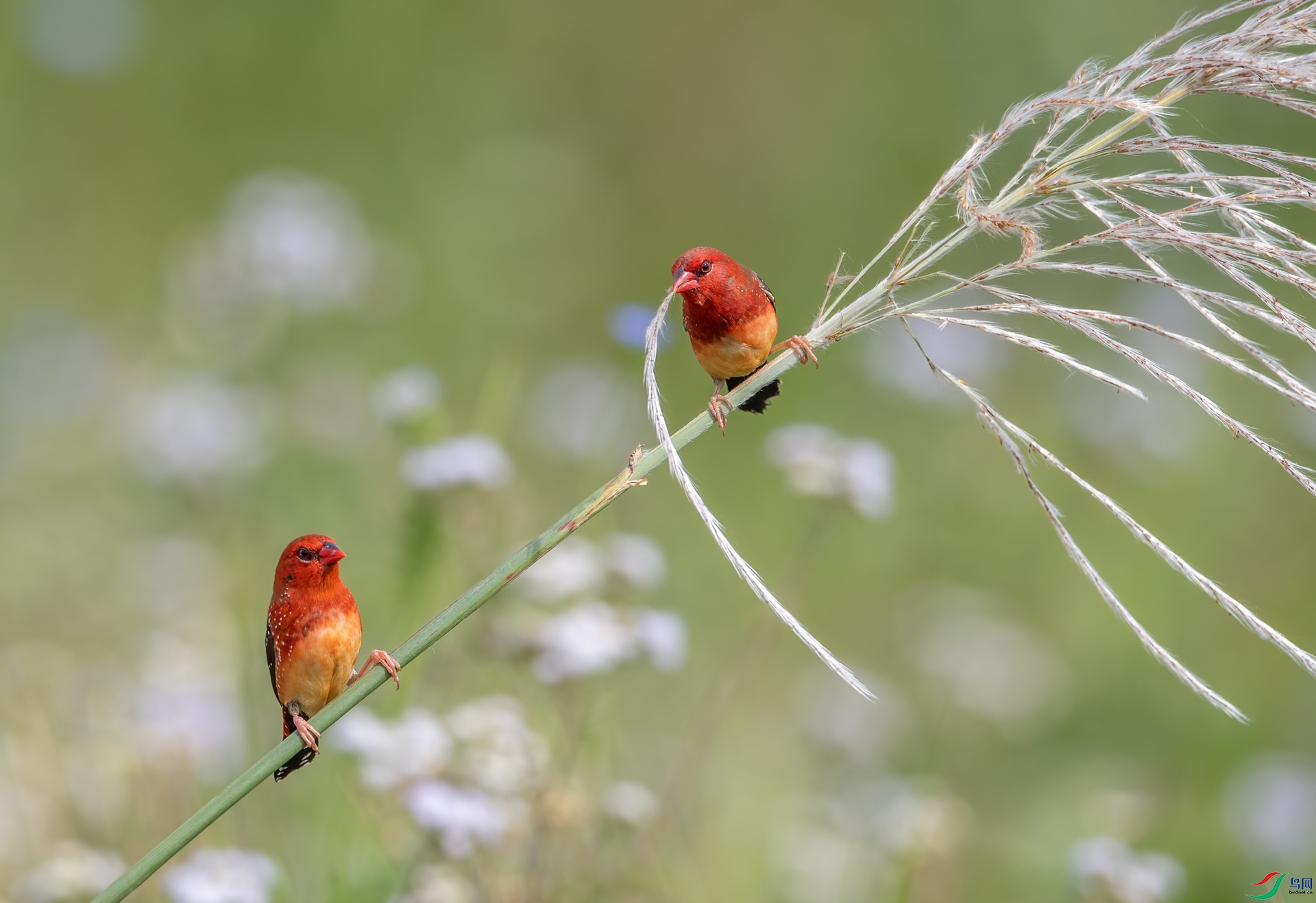 DSC_9302-1.jpg