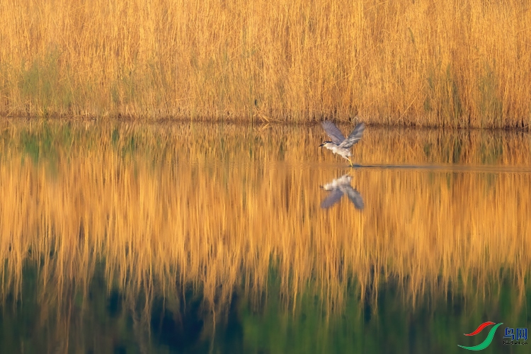 FJ3A1304-1 - ����.jpeg