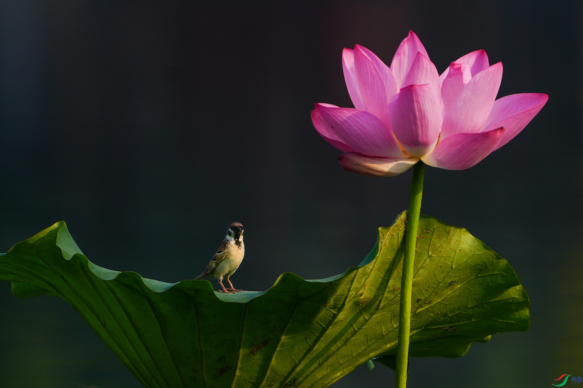 DSC01981 ����.jpg