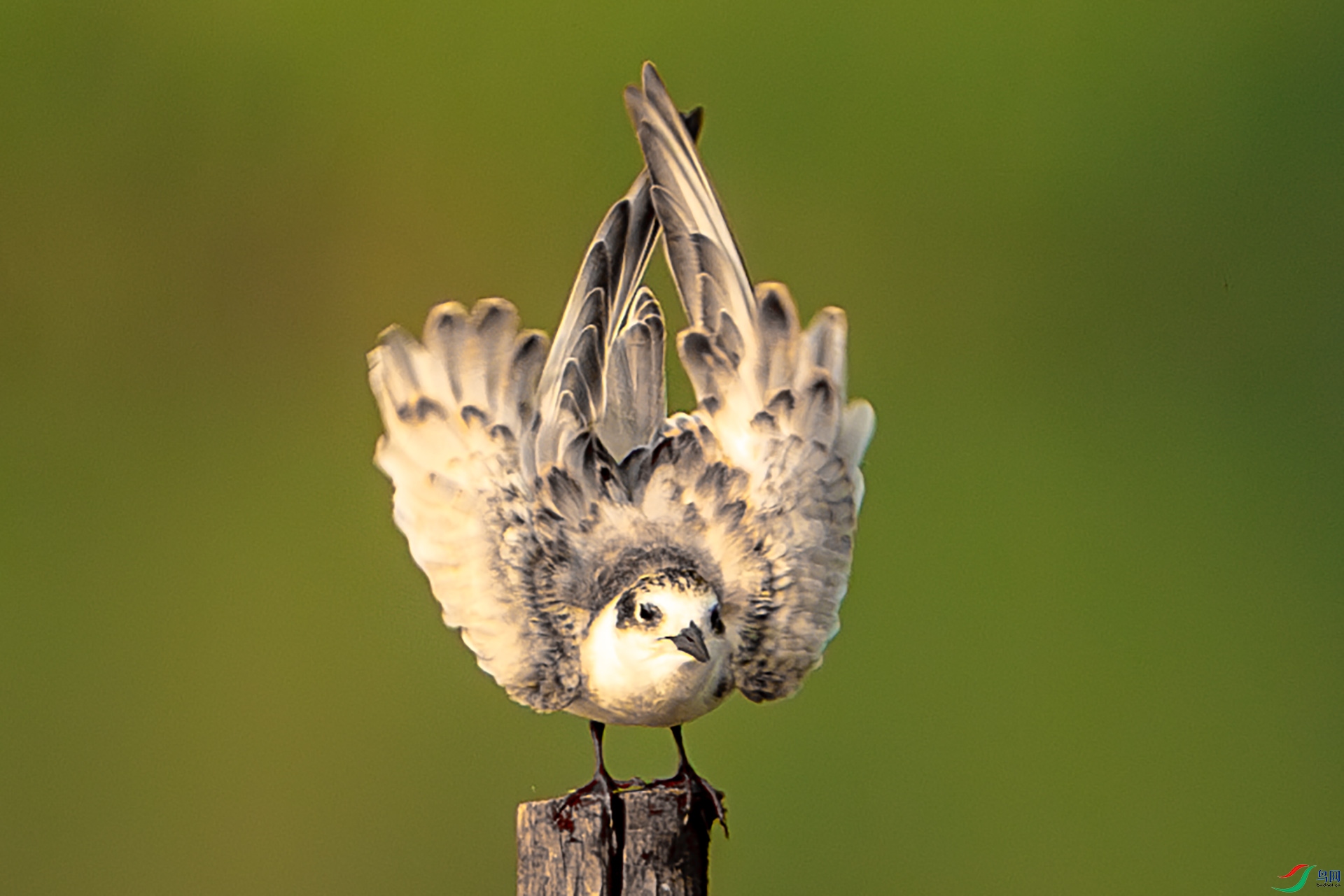 DSC02954-����ǿ-NR ����.jpg