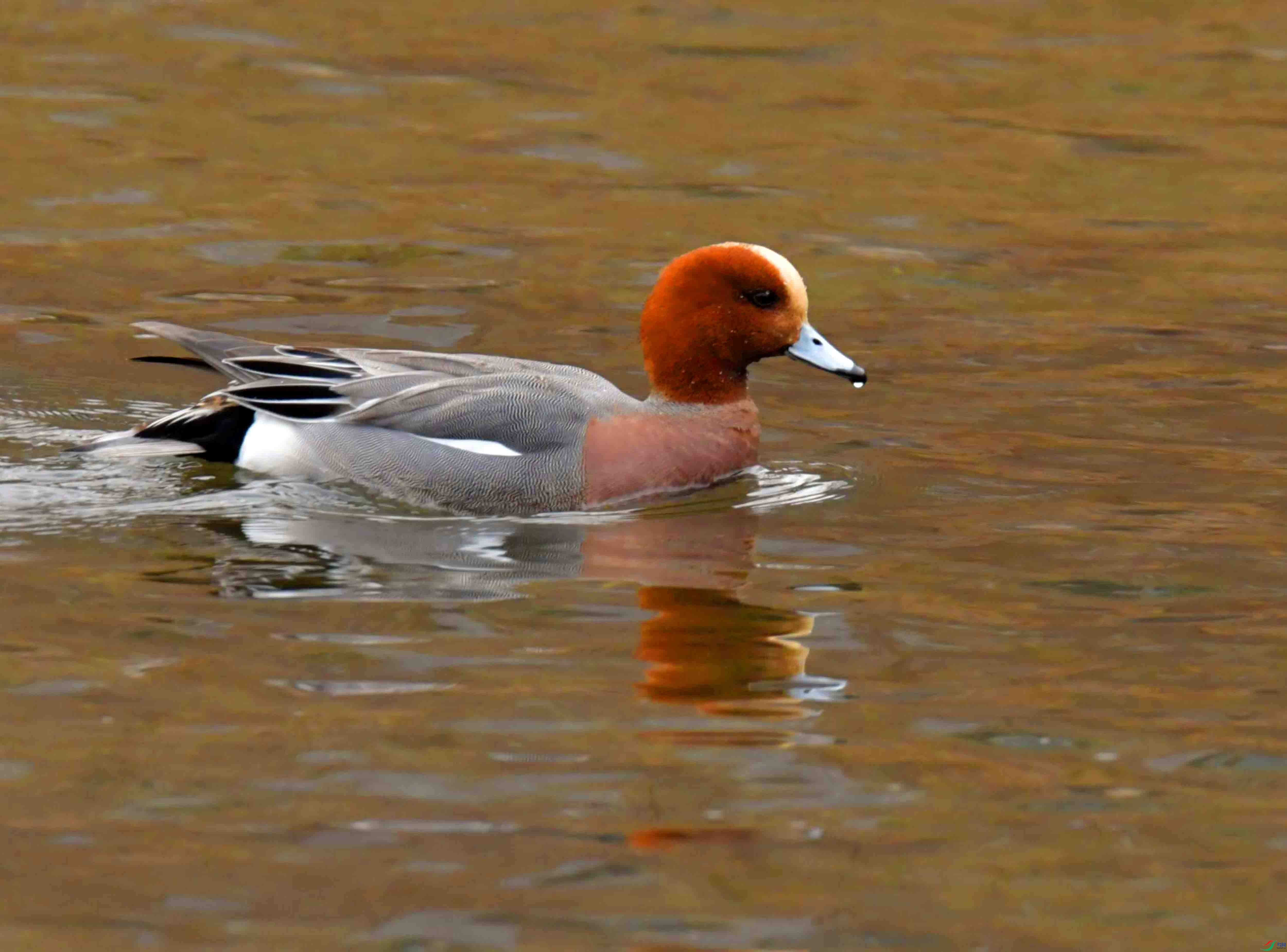 DSC_4465.JPG