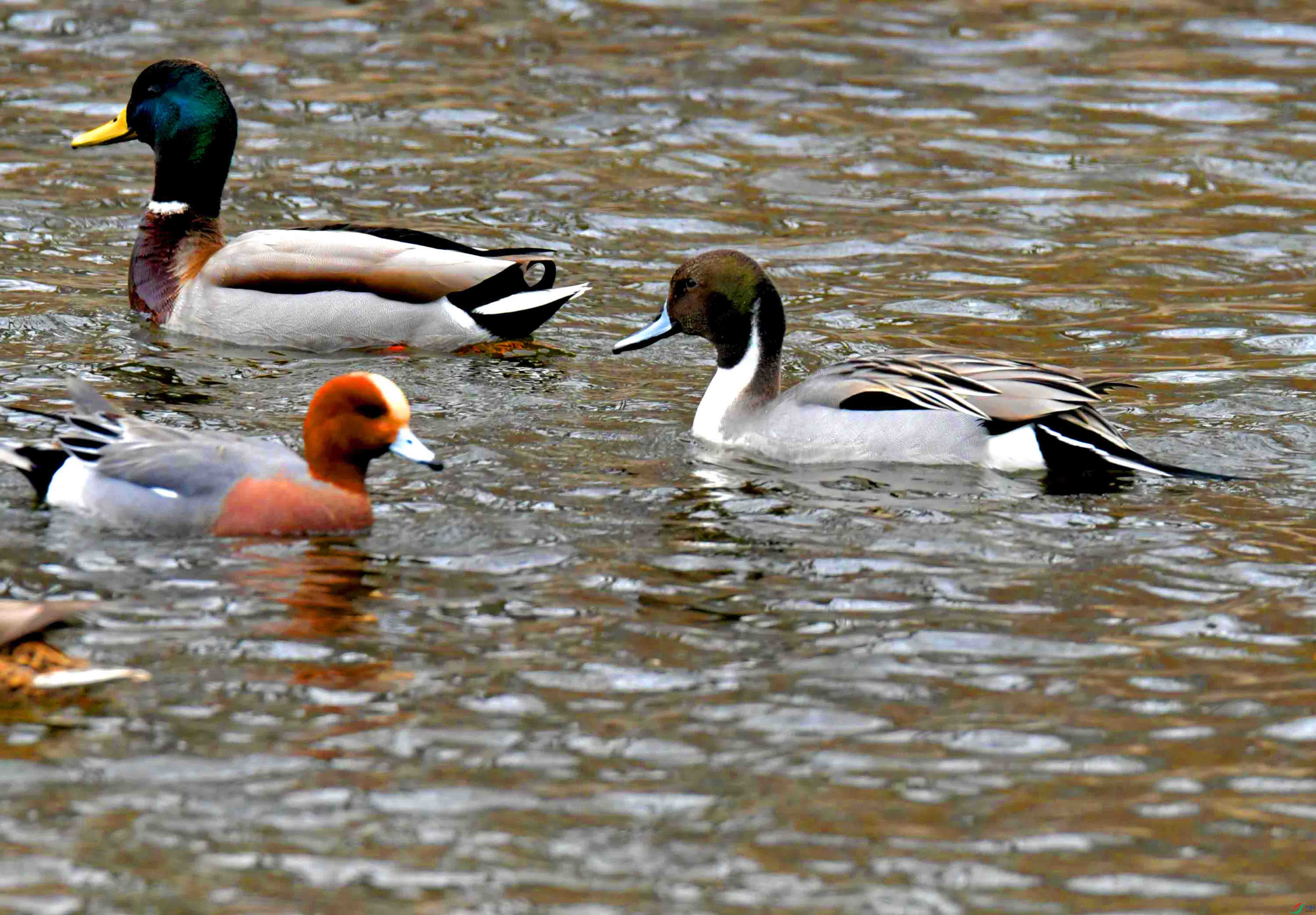 DSC_4586.JPG