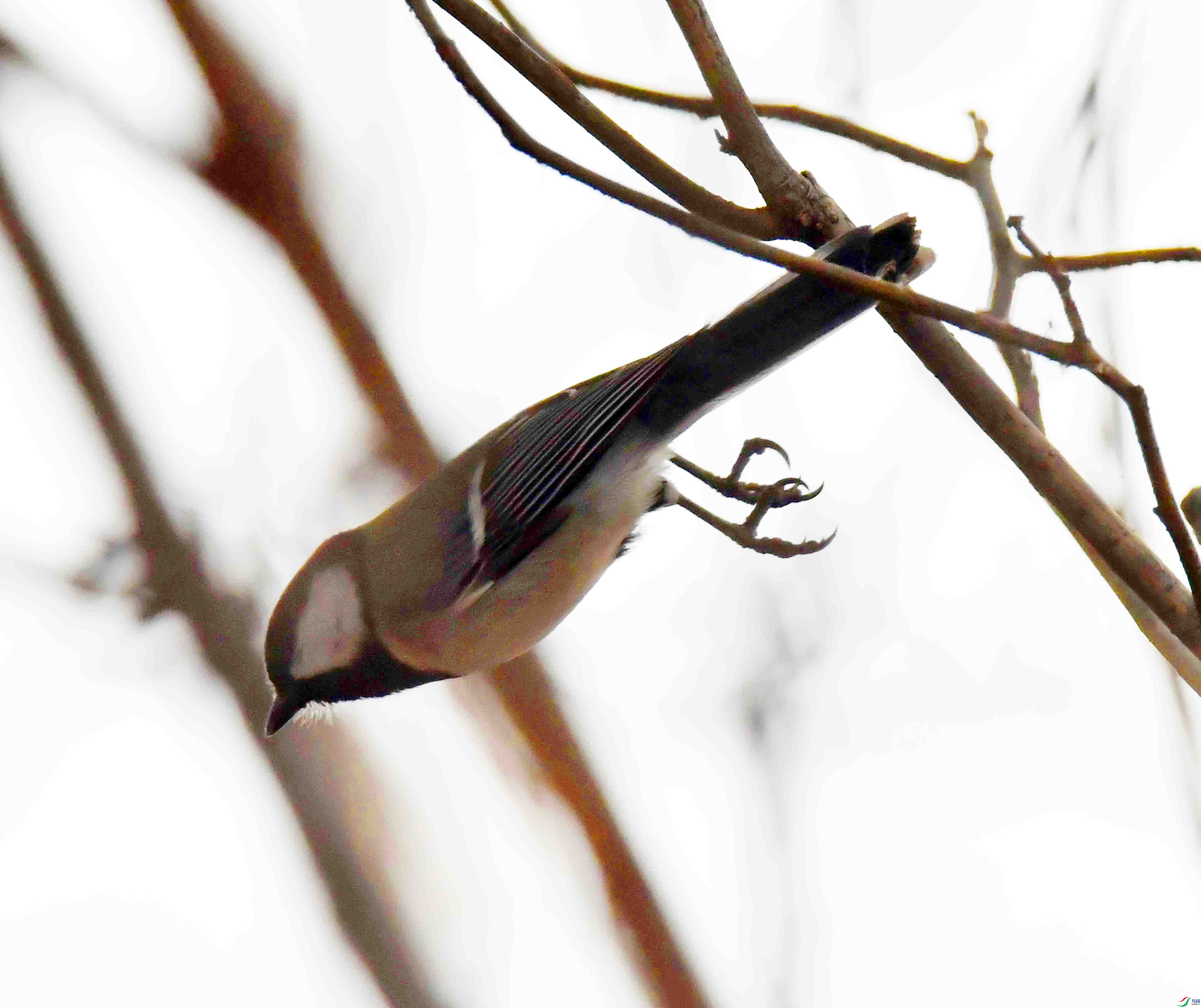 DSC_8272.JPG