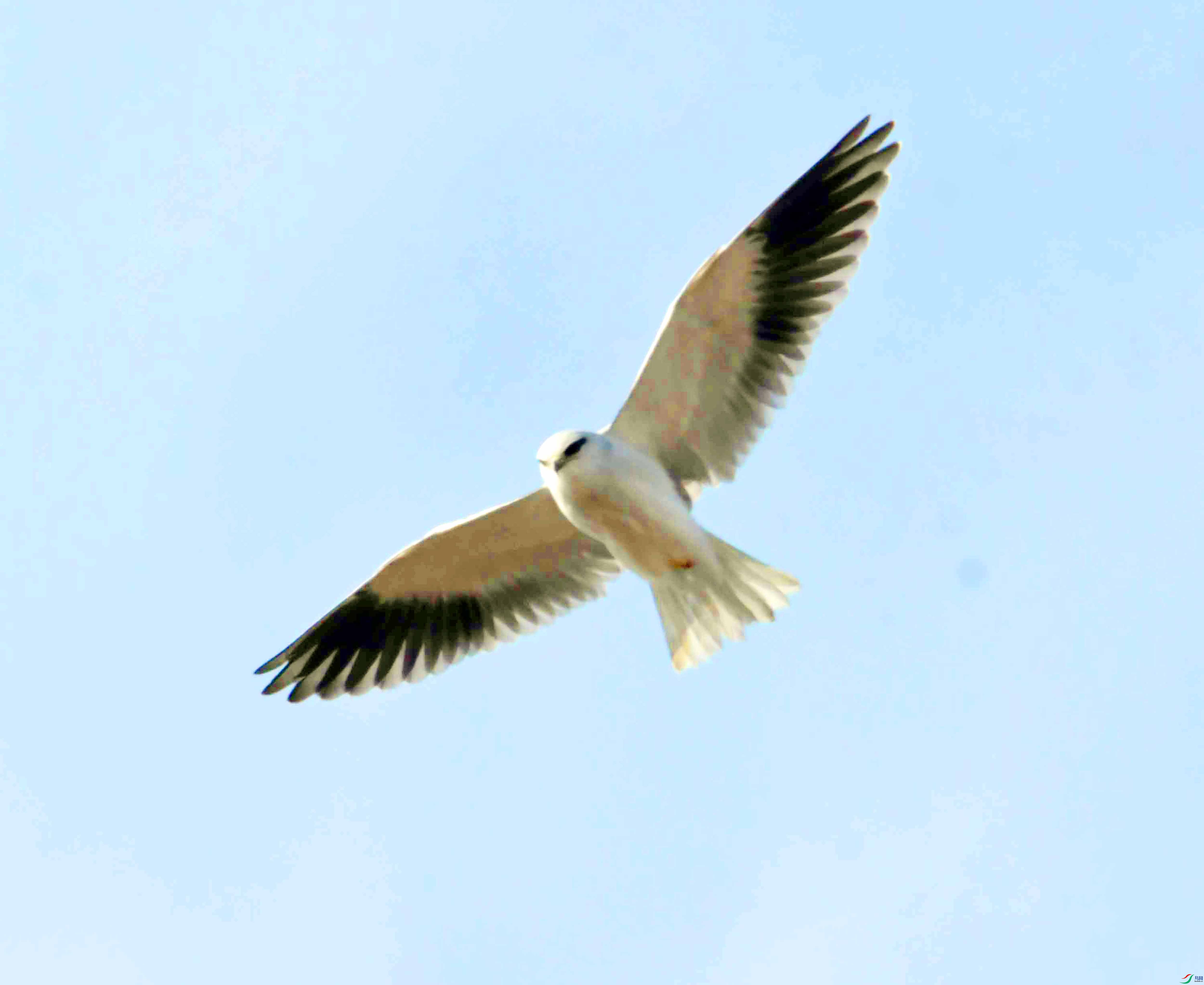DSC_4611.JPG