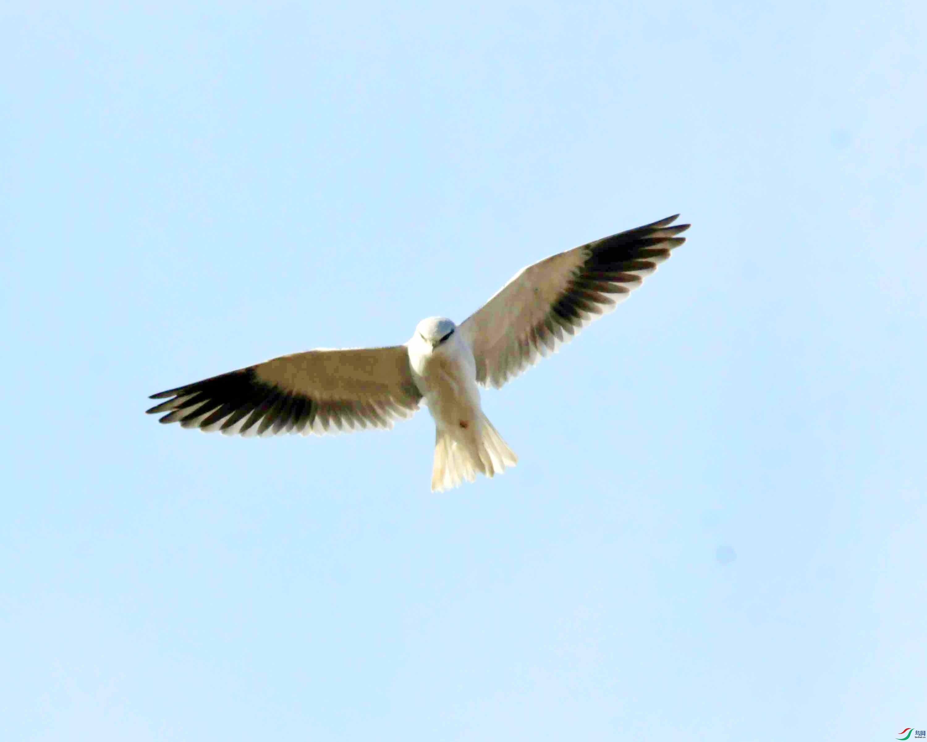 DSC_4606.JPG
