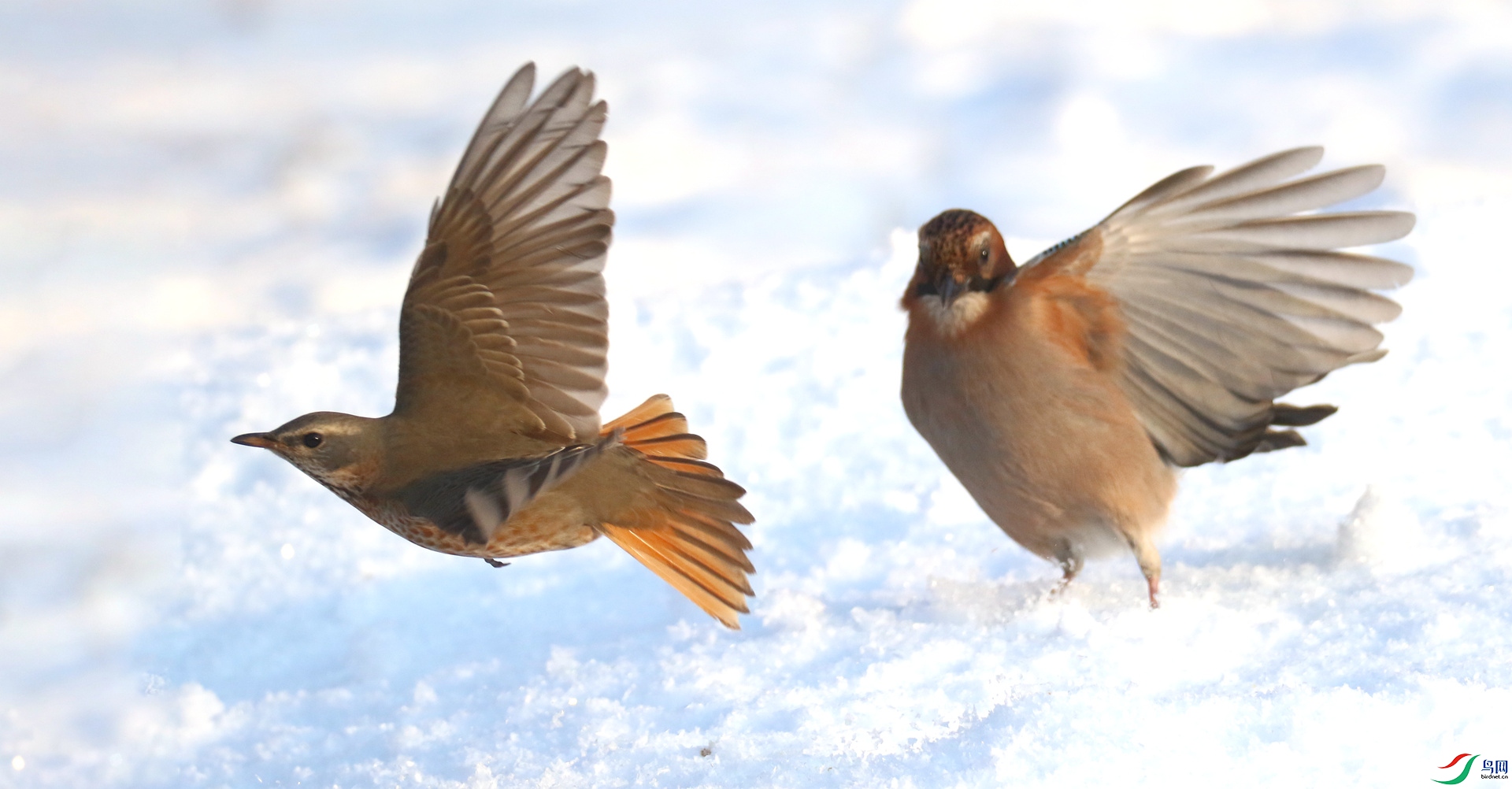 0G1A1099 ����.jpg