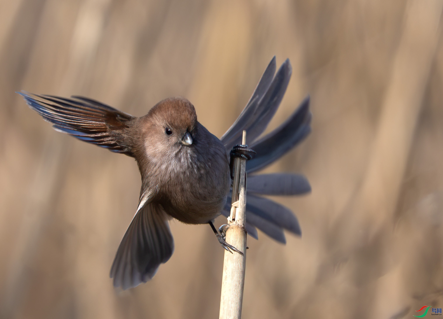 DSC_3221-����ǿ-NR ����.jpg