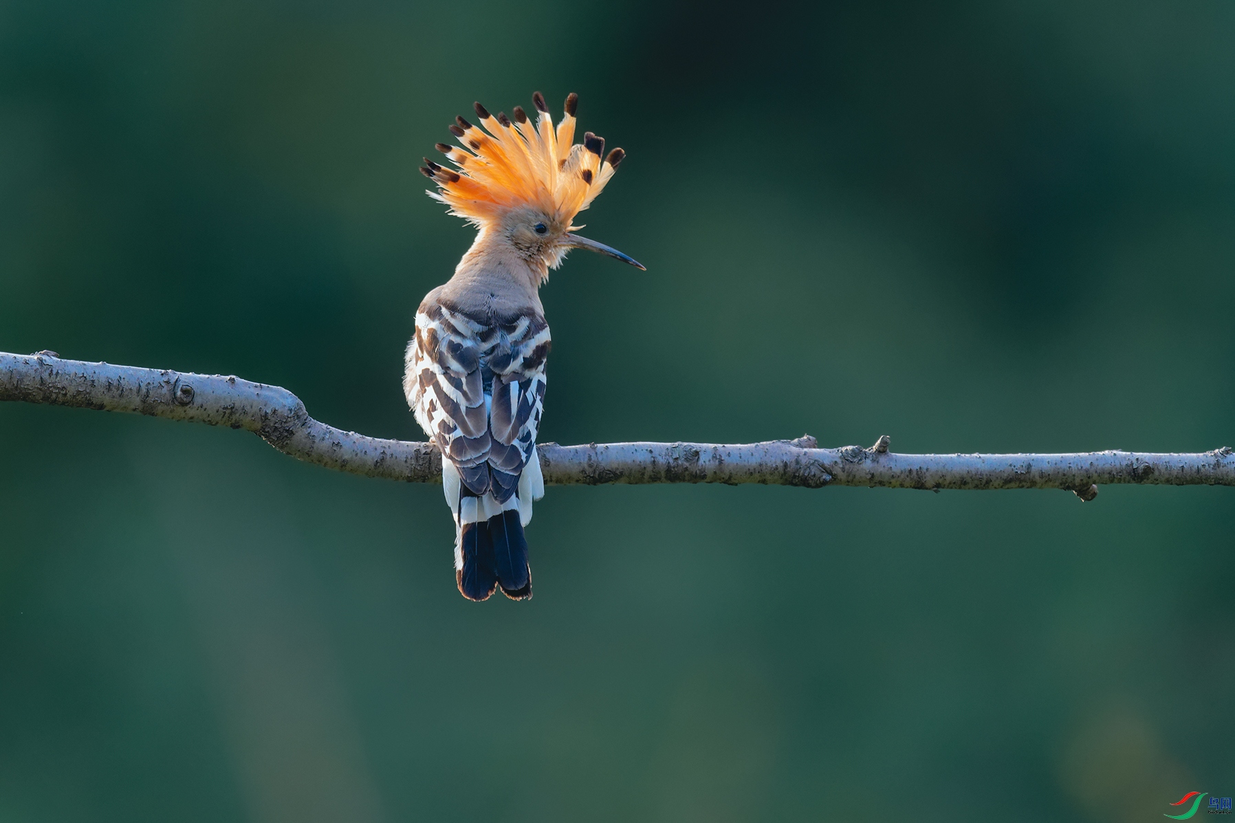 4DSC_6257_DxOa.jpg