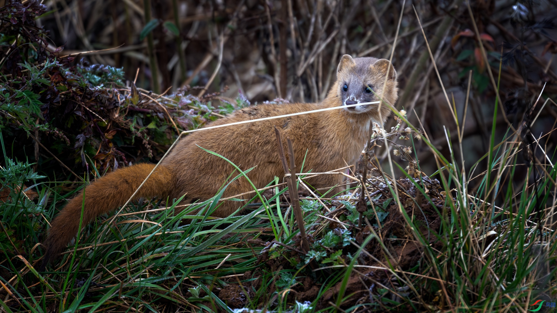 ż���ƴ���