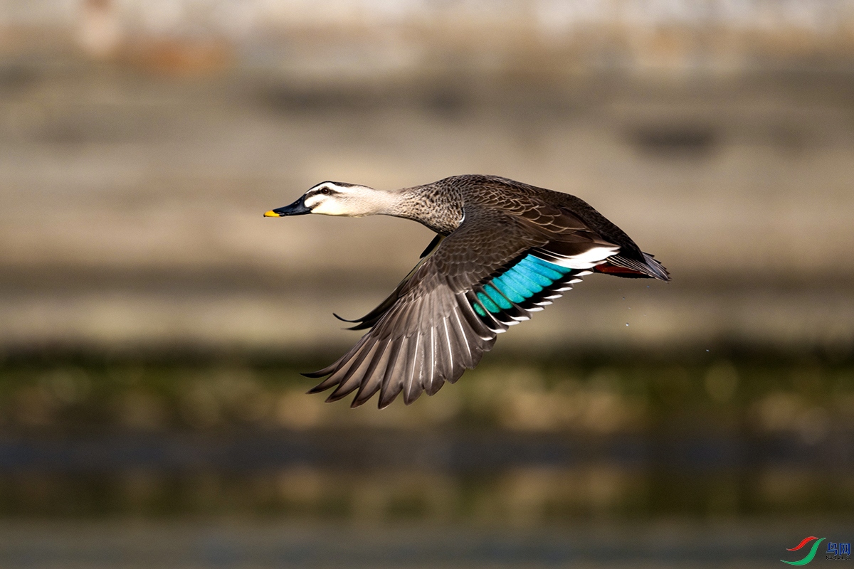 DSC_6706---.jpg