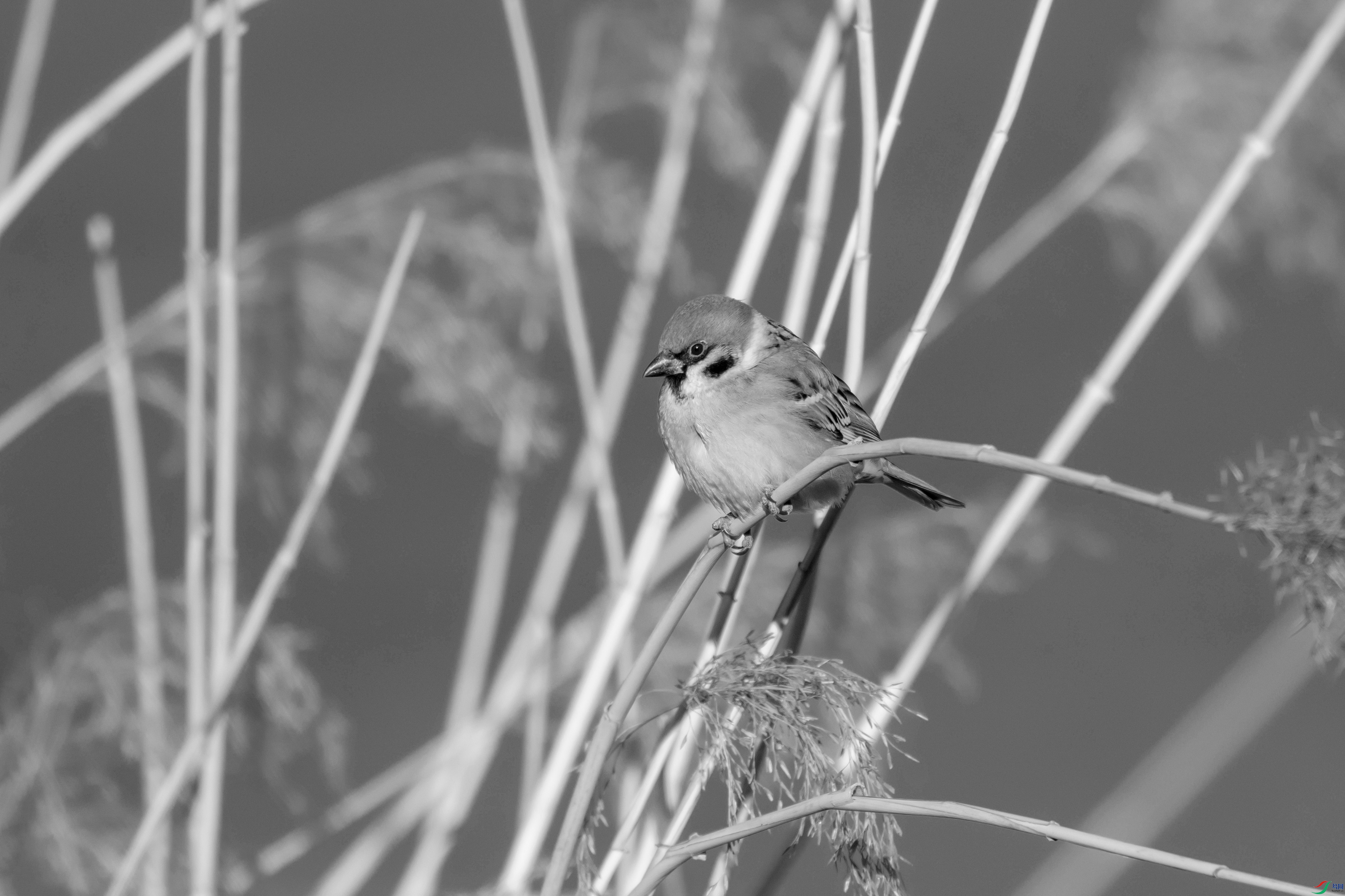 DSC_3293 ����.jpg