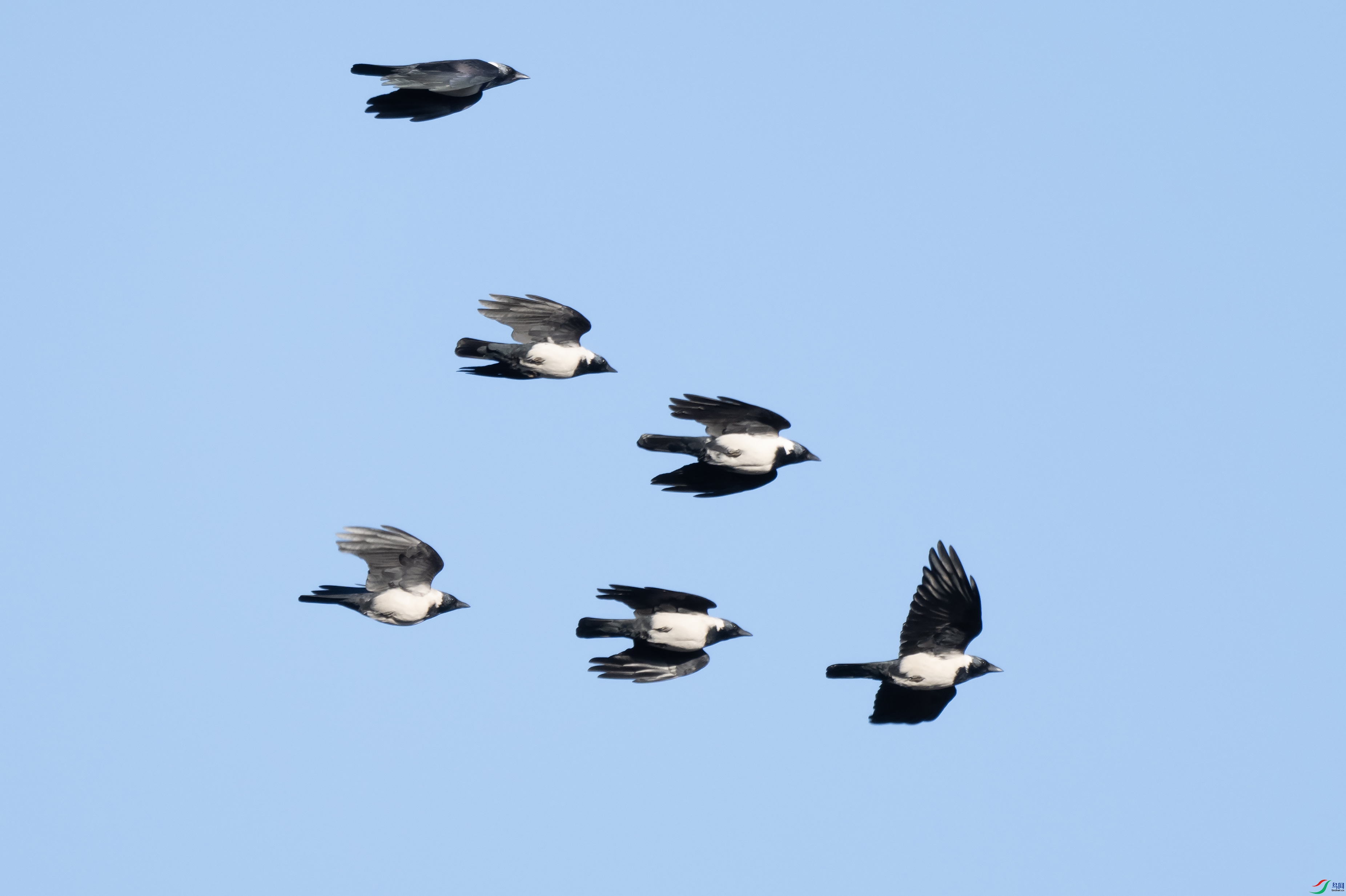 DSC_3674 ����.jpg