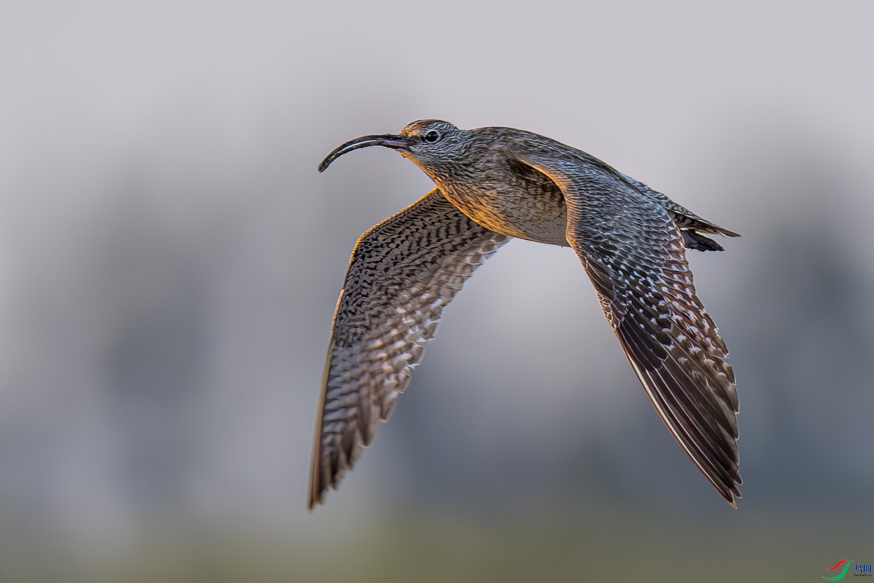 ��ϼ����