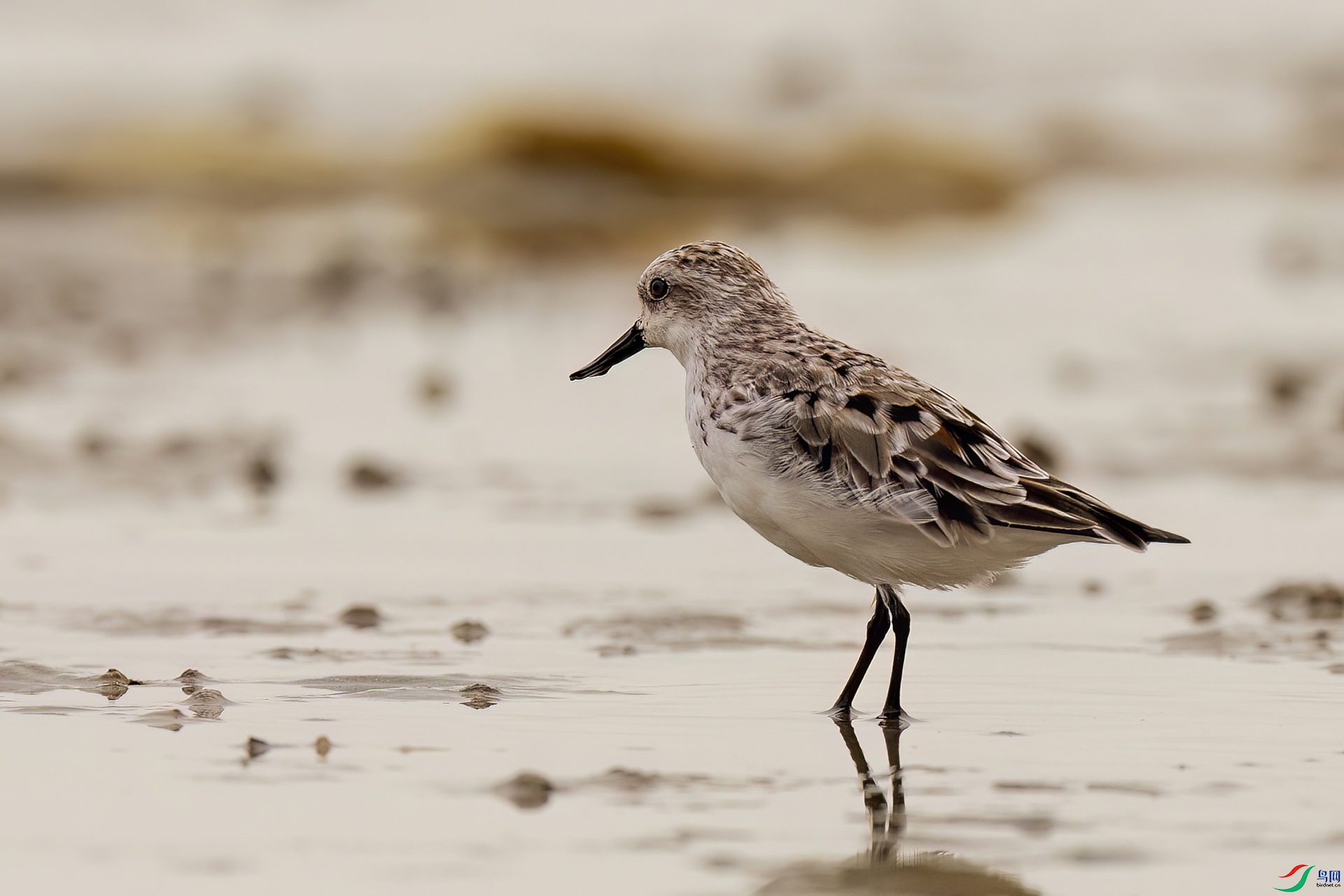 ��ֳ��������