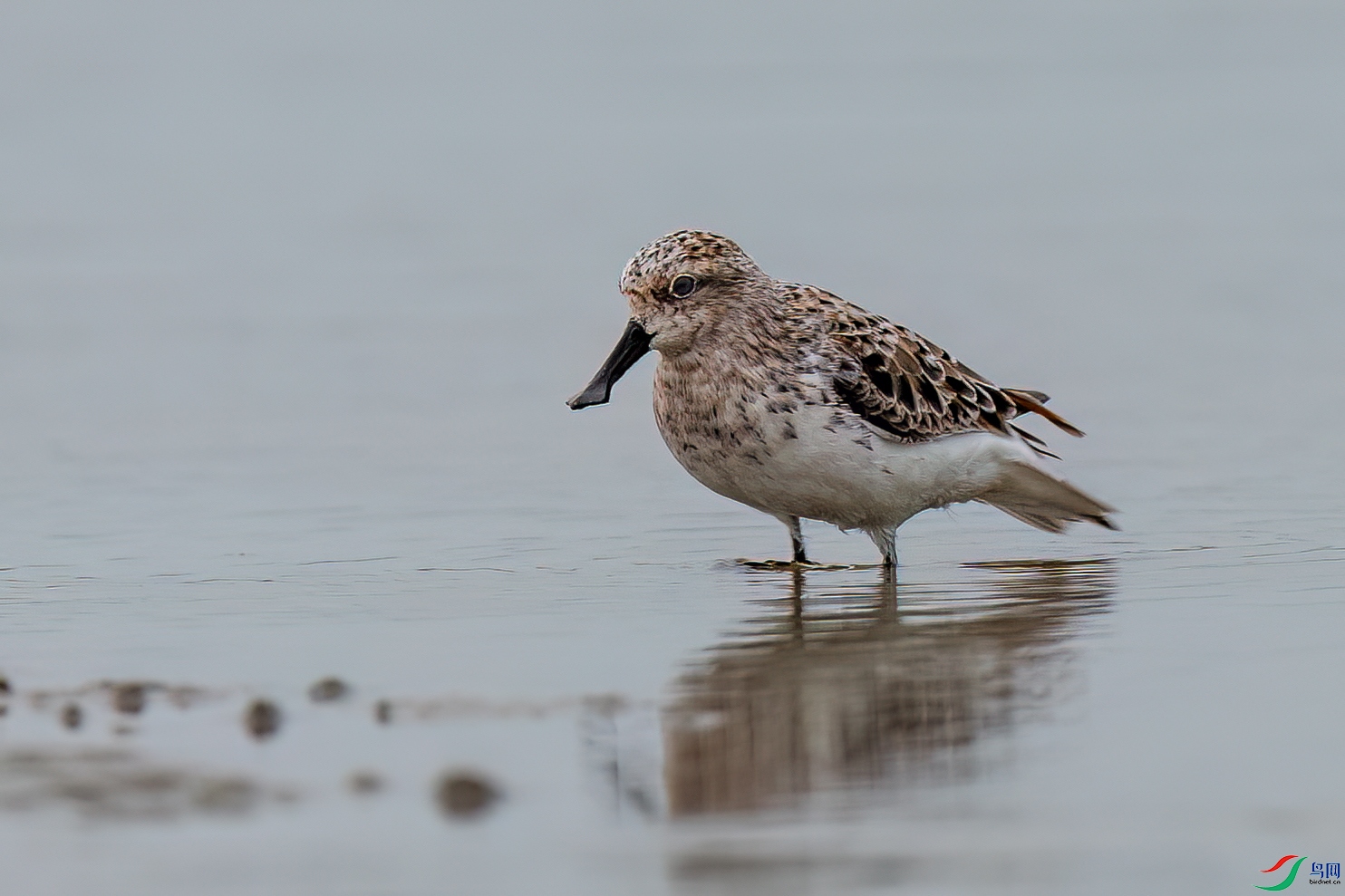 ��ֳ��������