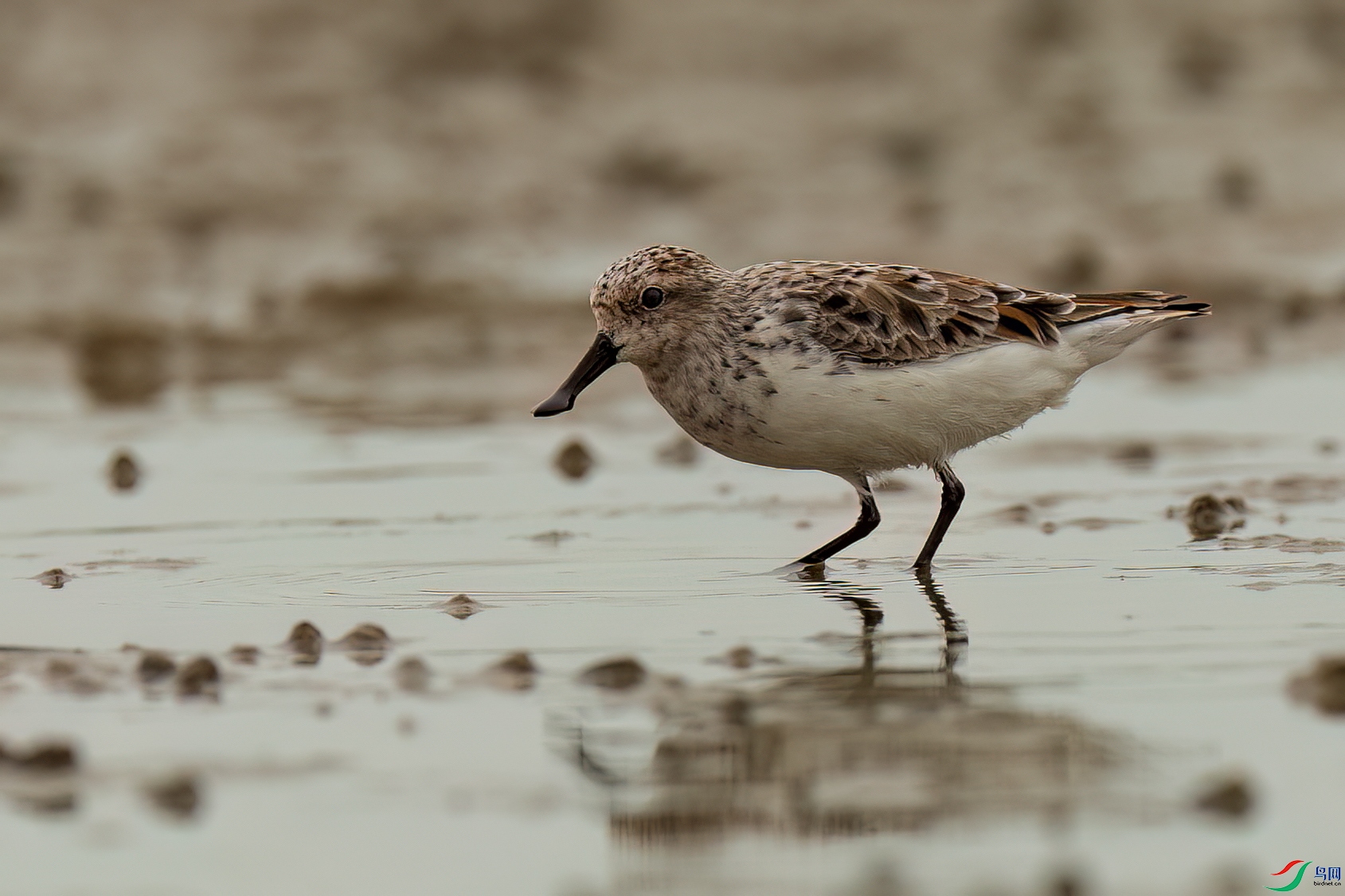 ��ֳ��������