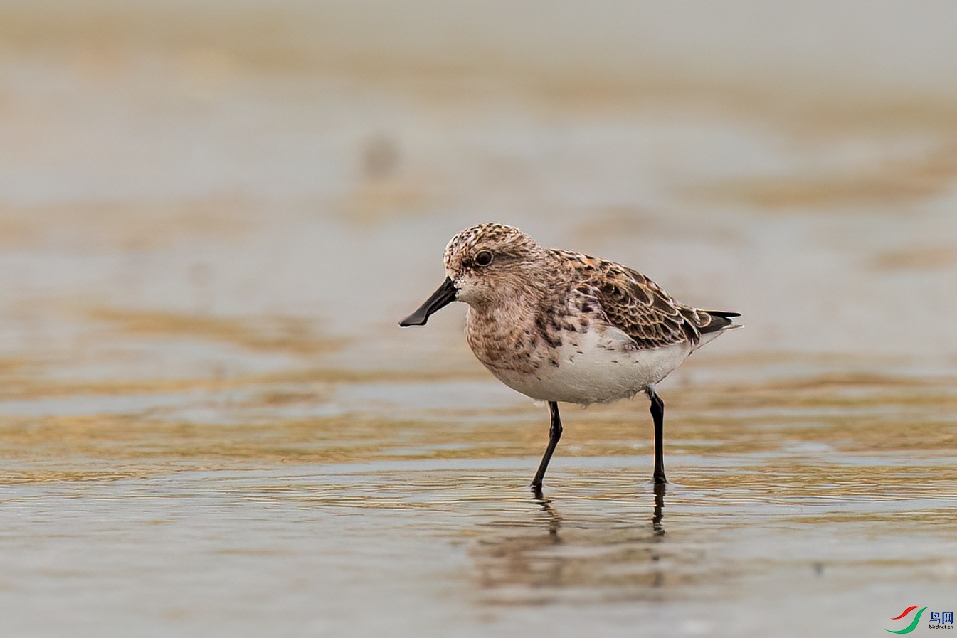 ��ֳ��������