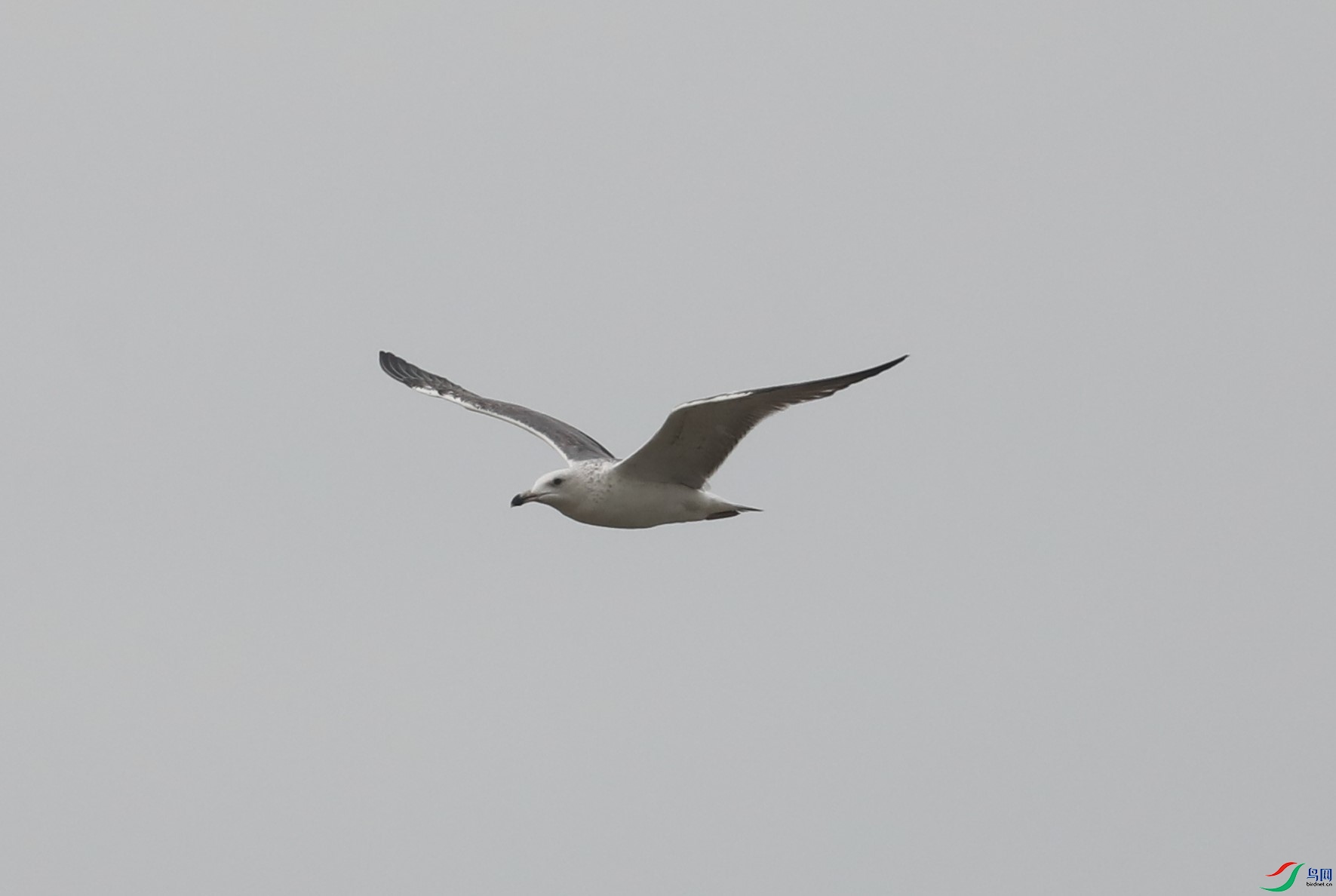 BL7A1504.JPG