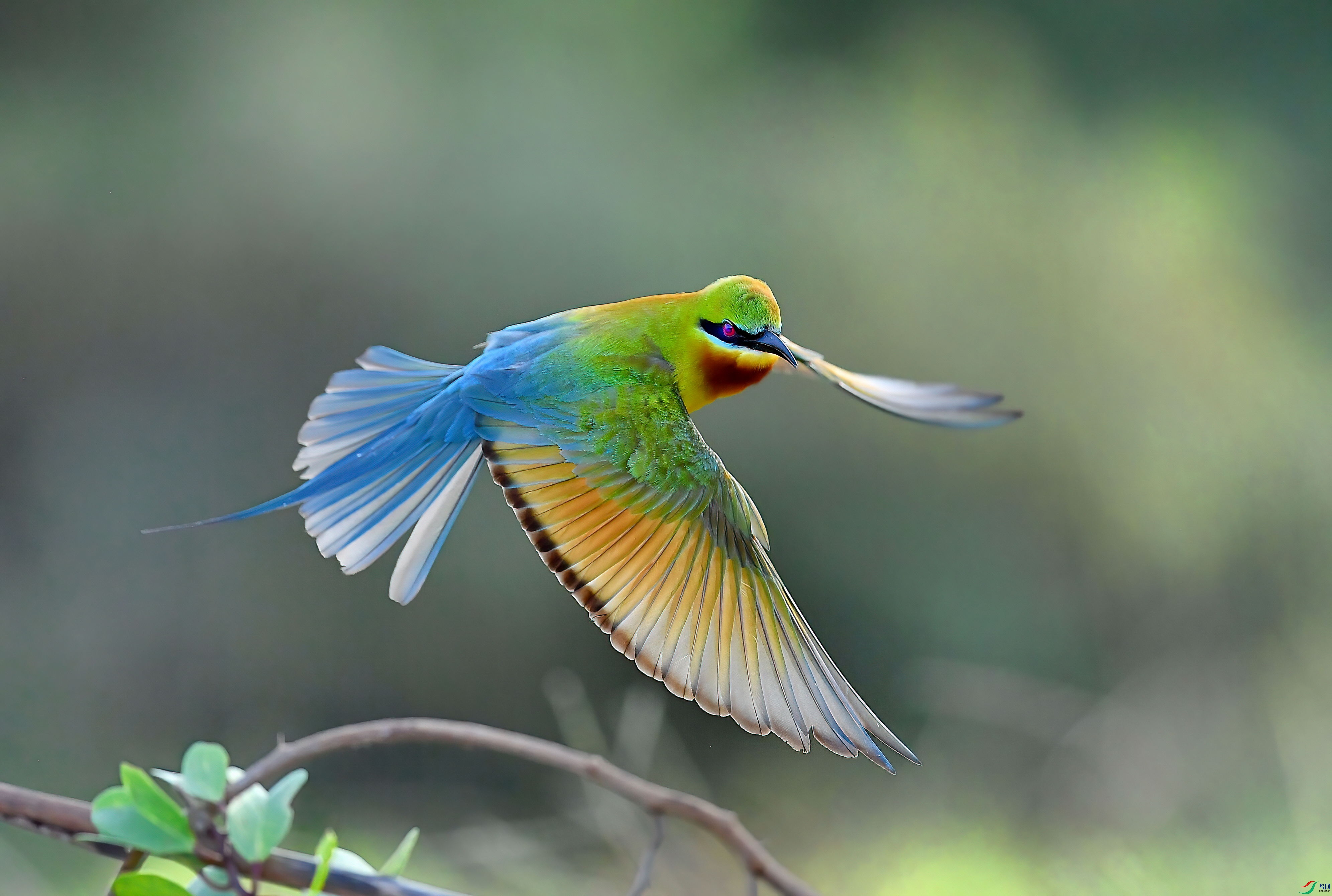 DSC_3611-DeNoiseAI-low-light (1).jpg