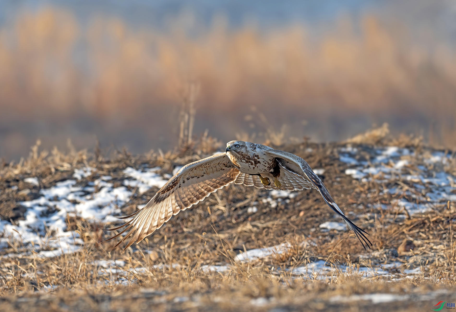DSC_2321d2.jpg