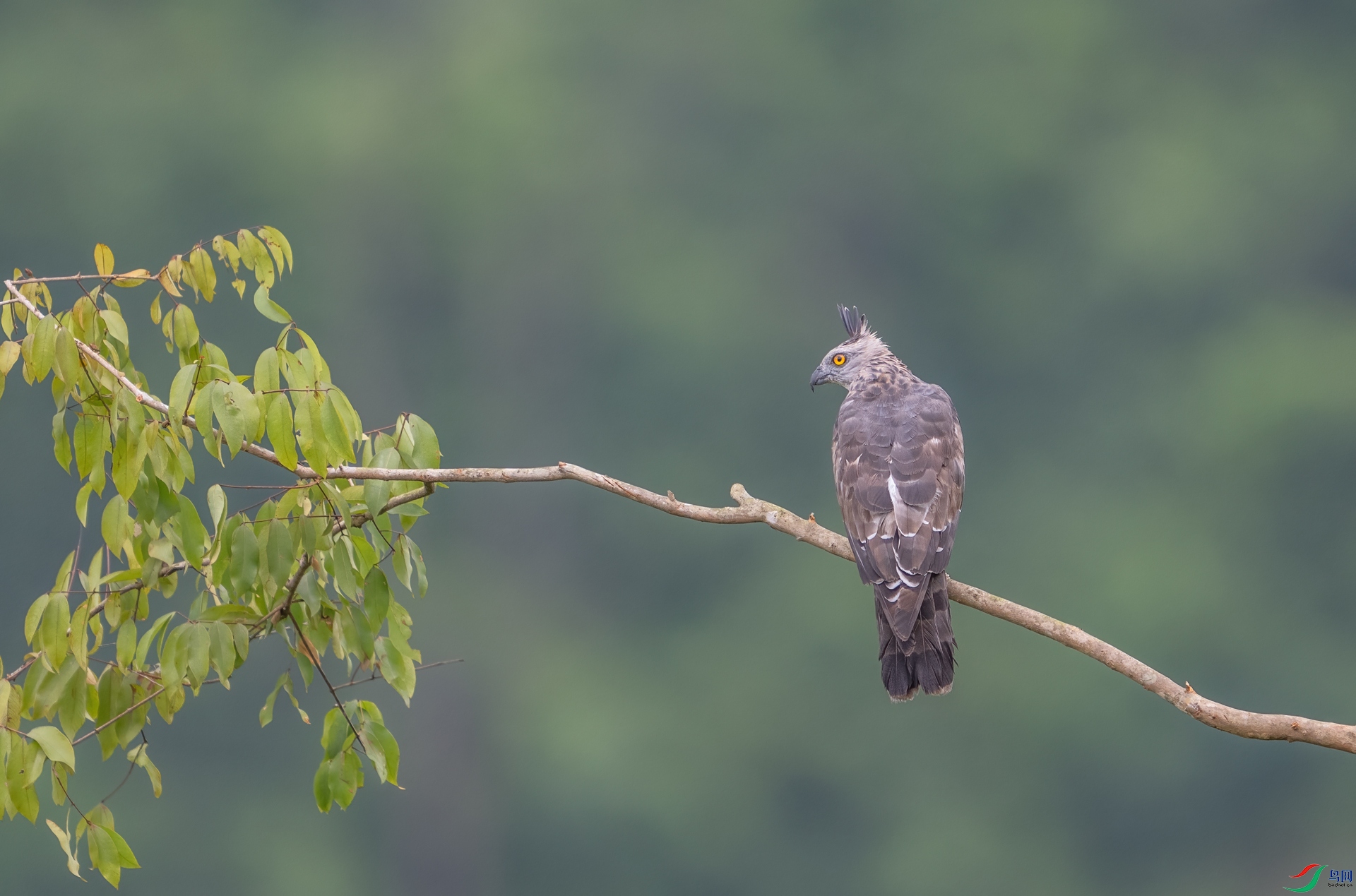 DSC_2308-1.jpg
