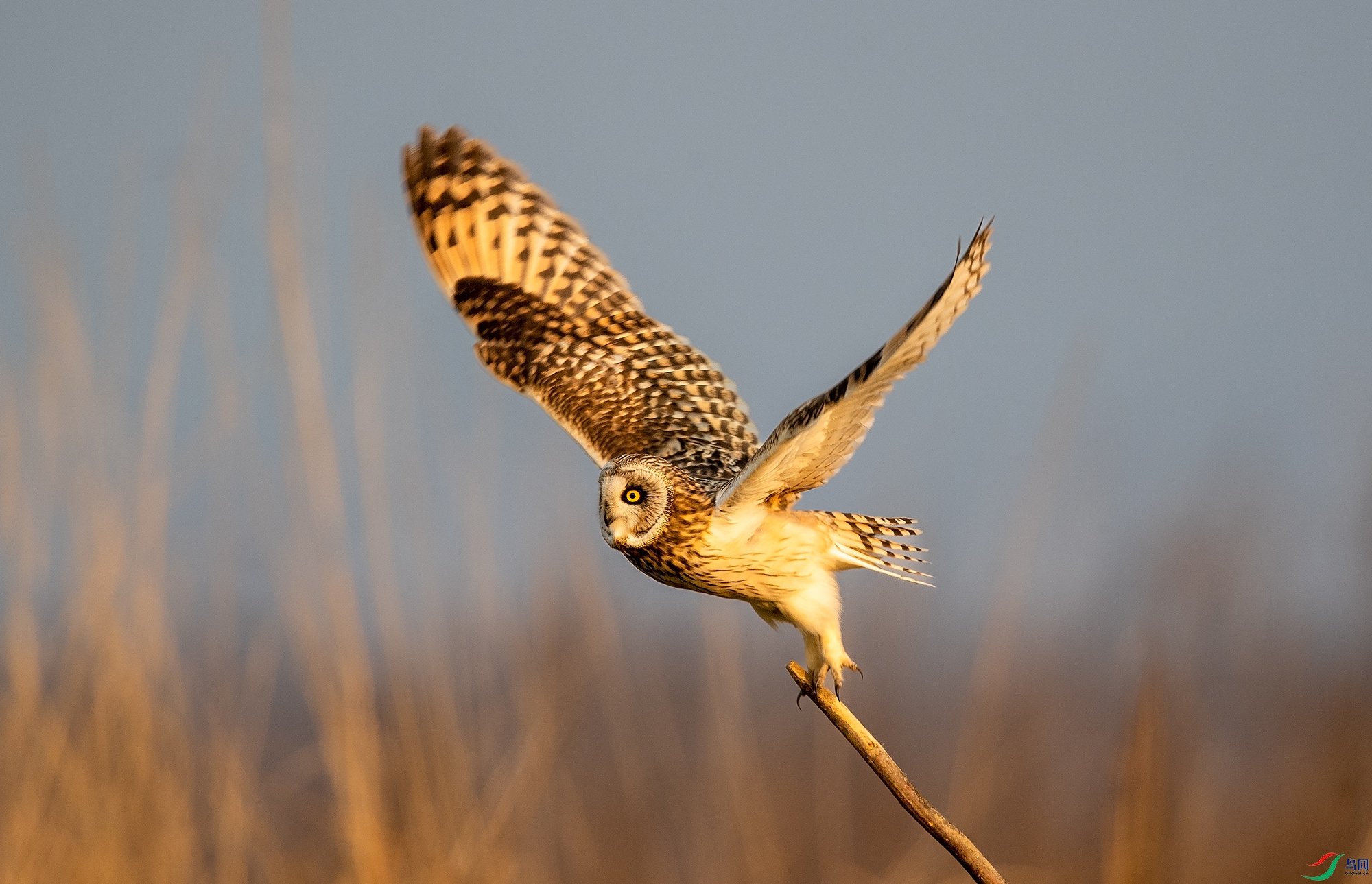 ����δ������