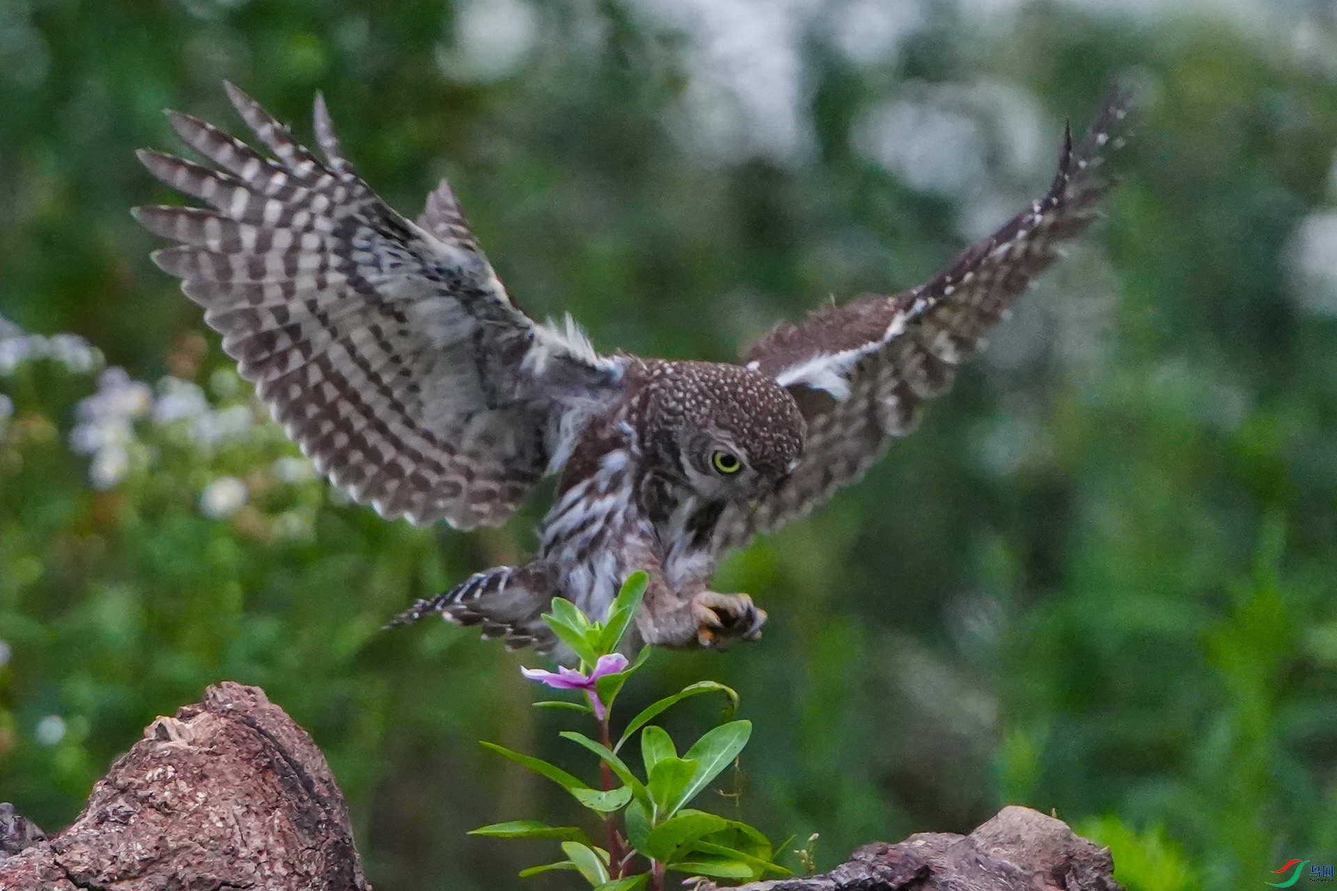 DSC00014 ����.jpg