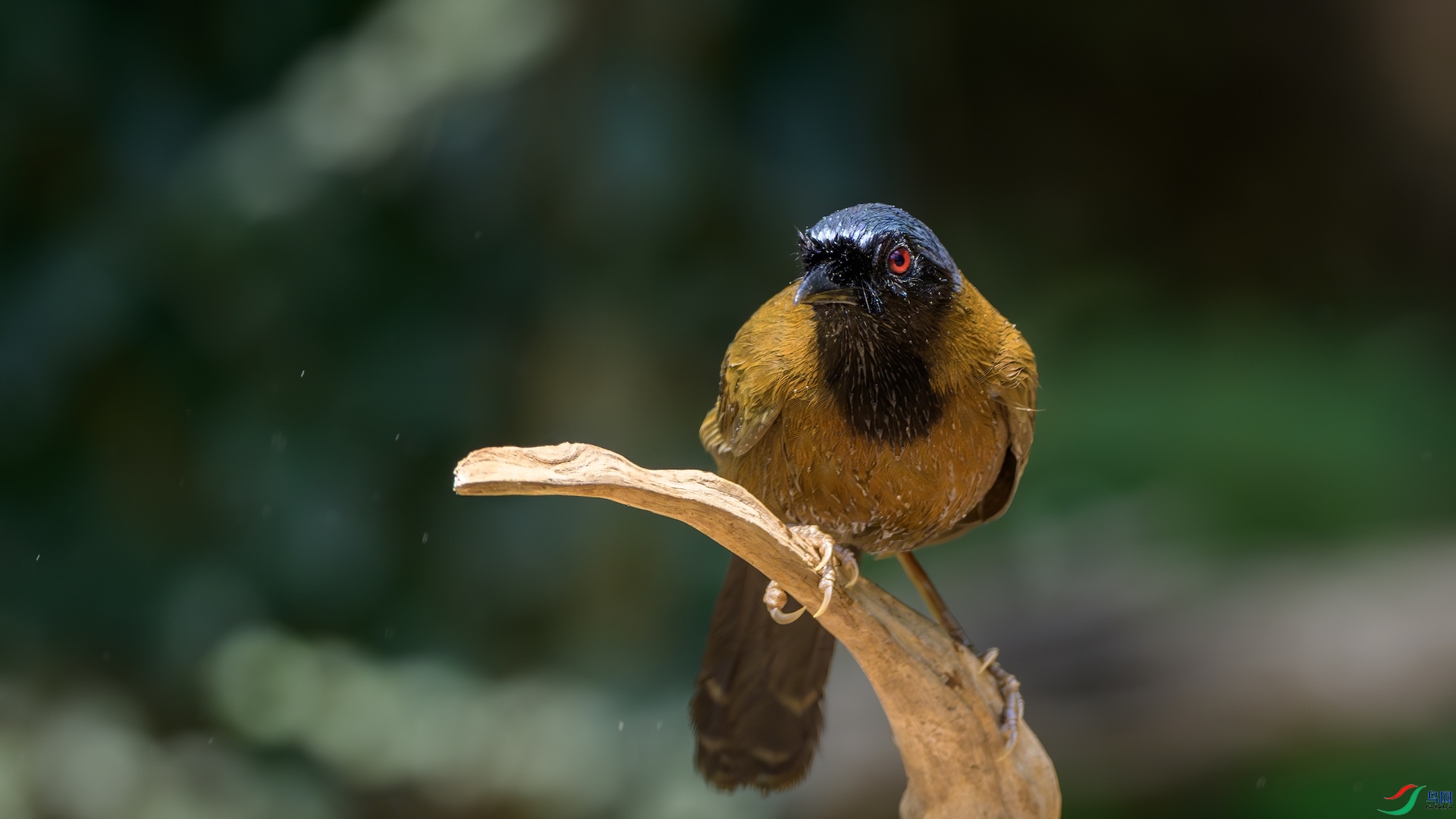 1_XXL2178-����ǿ-NR ����.jpeg