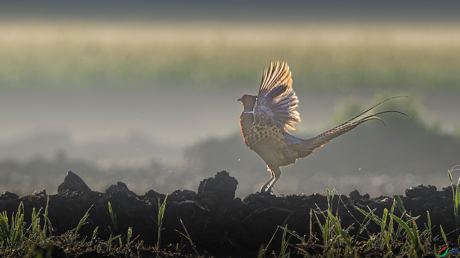 1_XXL4782-����ǿ-NR ����.jpeg