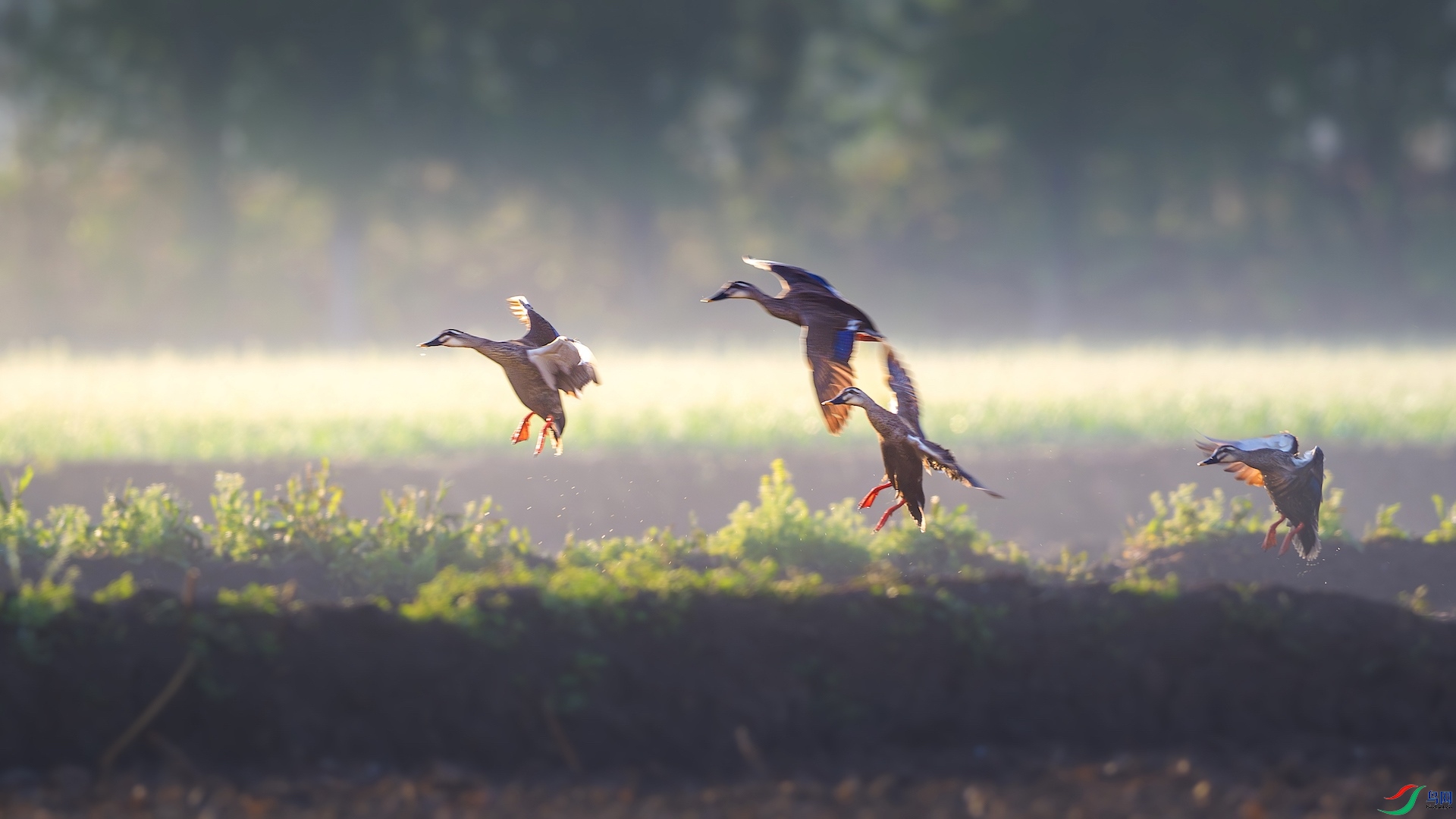 1_XXL4824-����ǿ-NR ����.jpeg