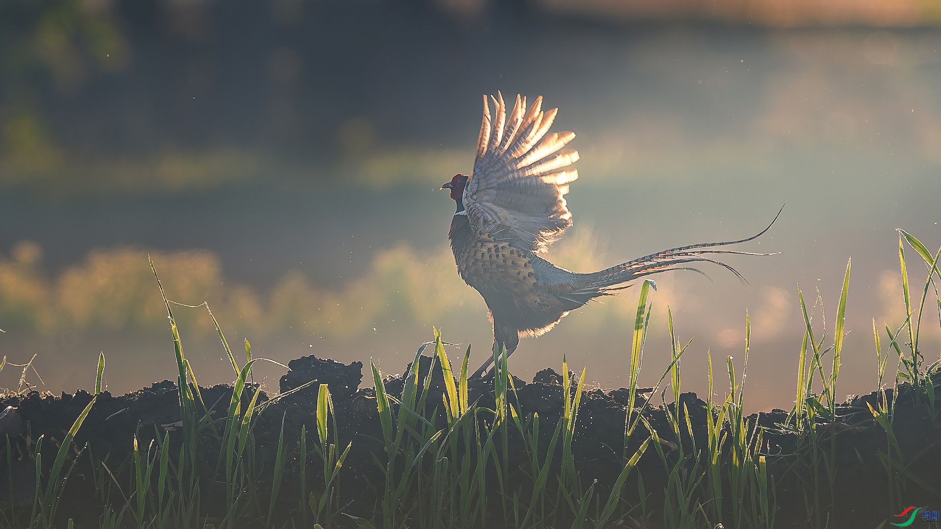 1_XXL4874-����ǿ-NR ����.jpeg