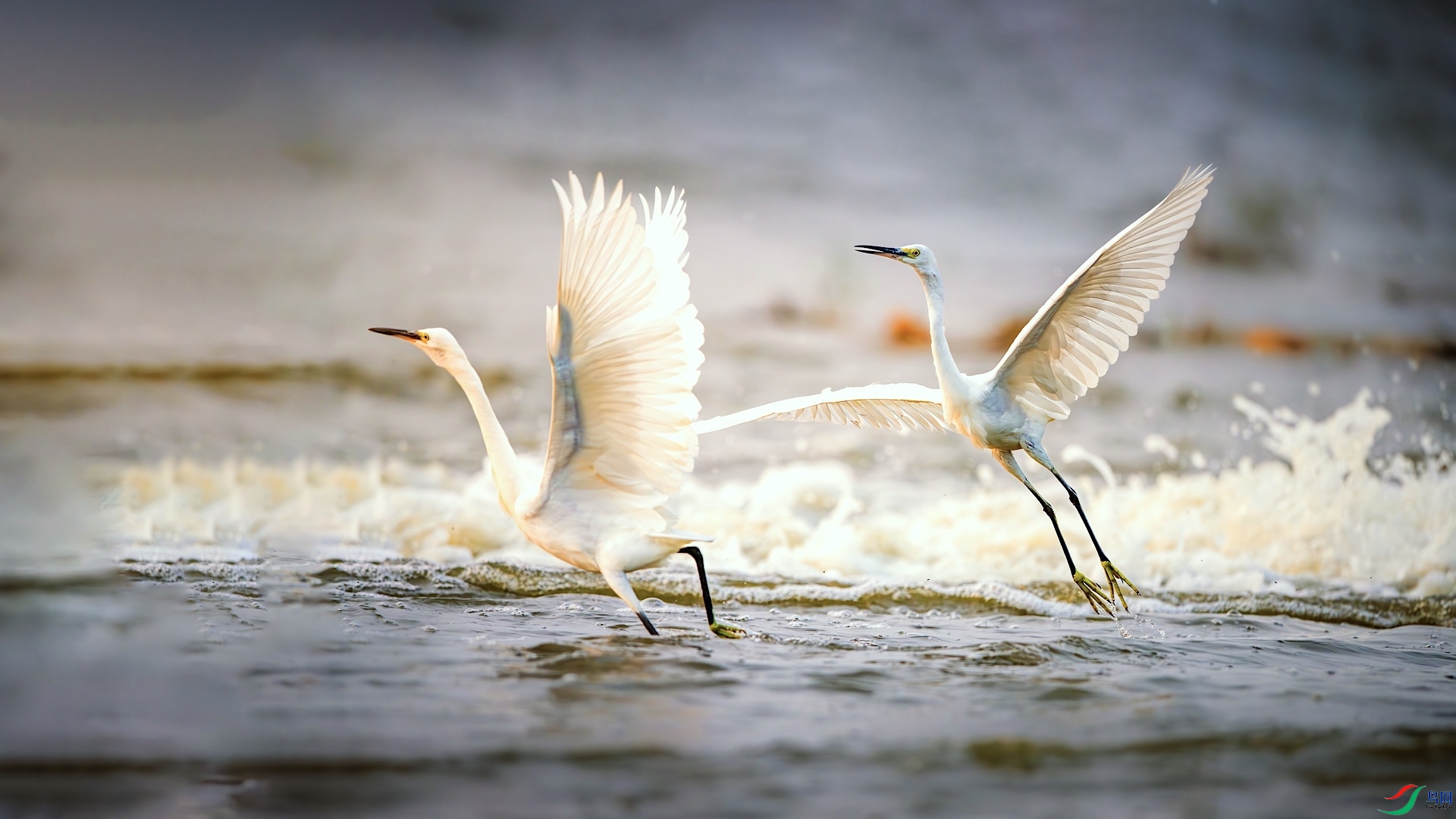 1XXL_6103-����ǿ-NR ����.jpeg