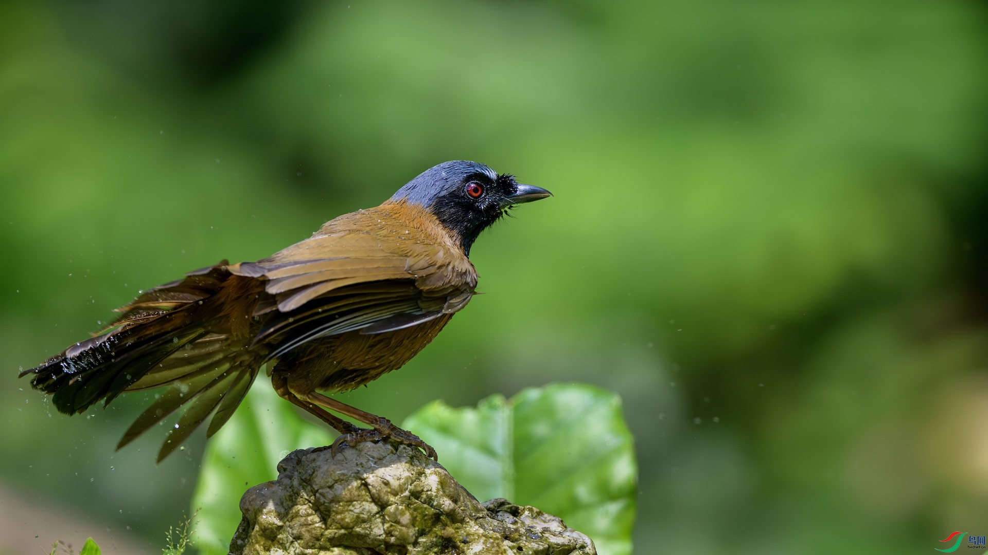 8_XXL2284-����ǿ-NR ����.jpeg