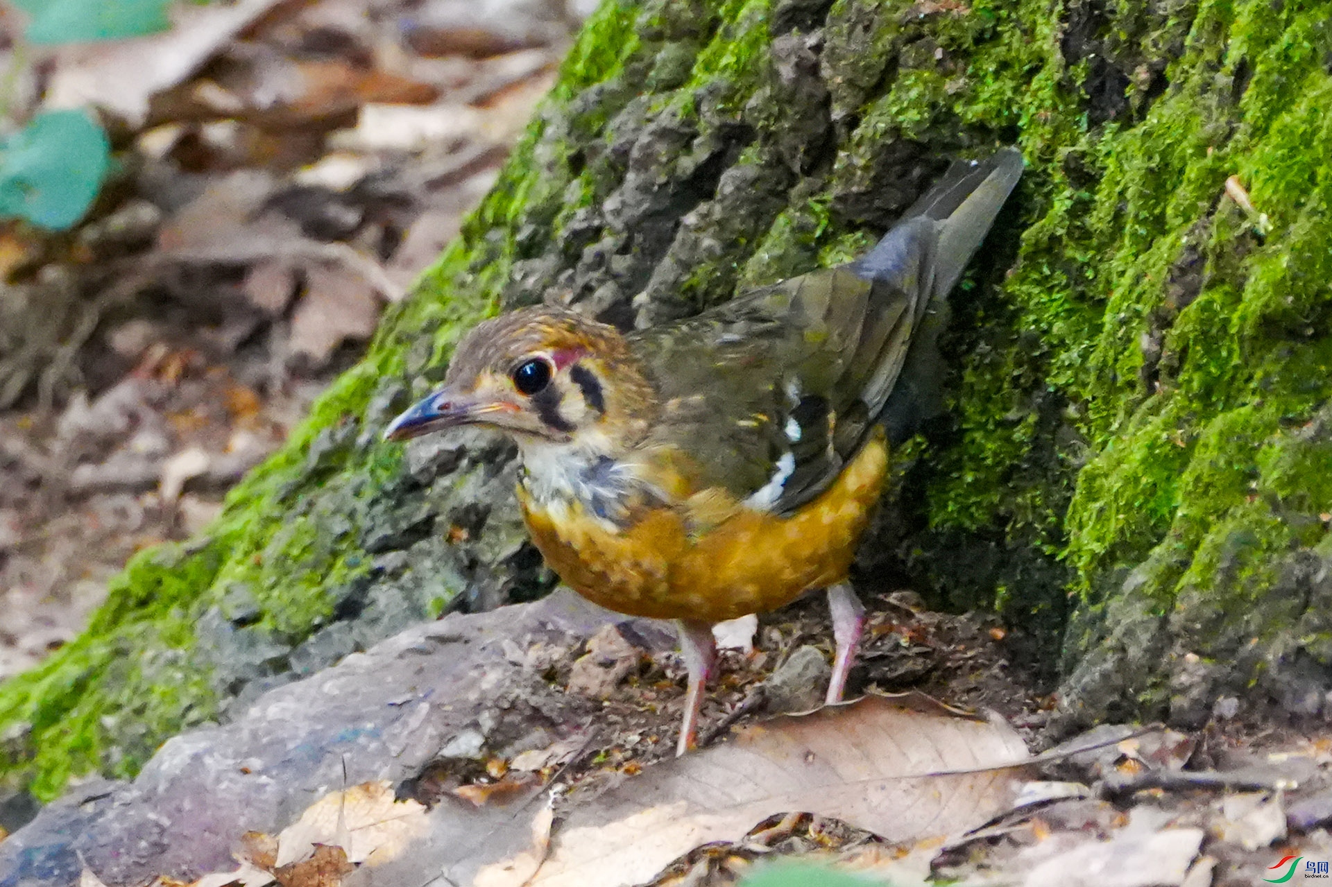 DSC00790 ����.jpg