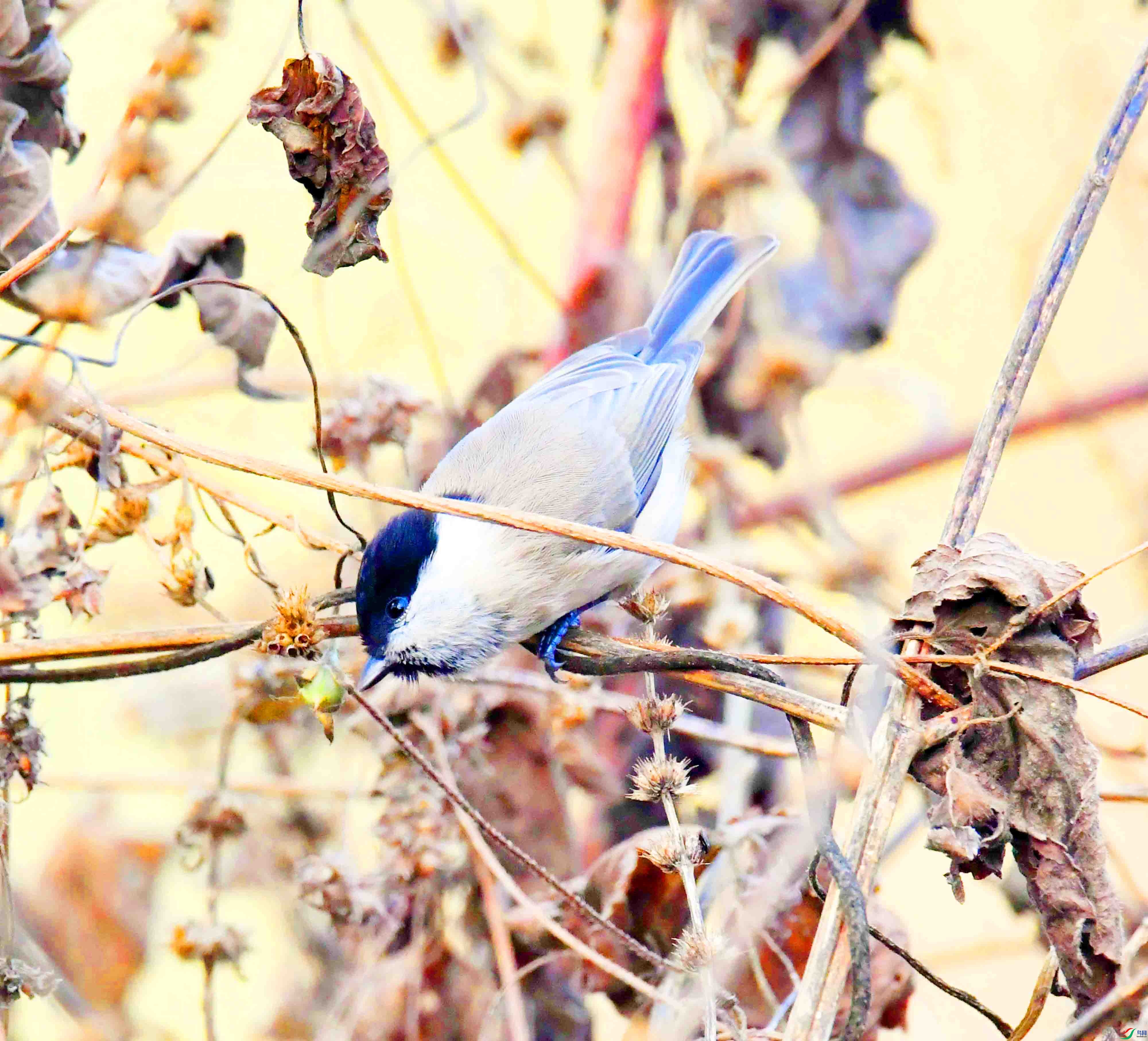 DSC_3655.JPG
