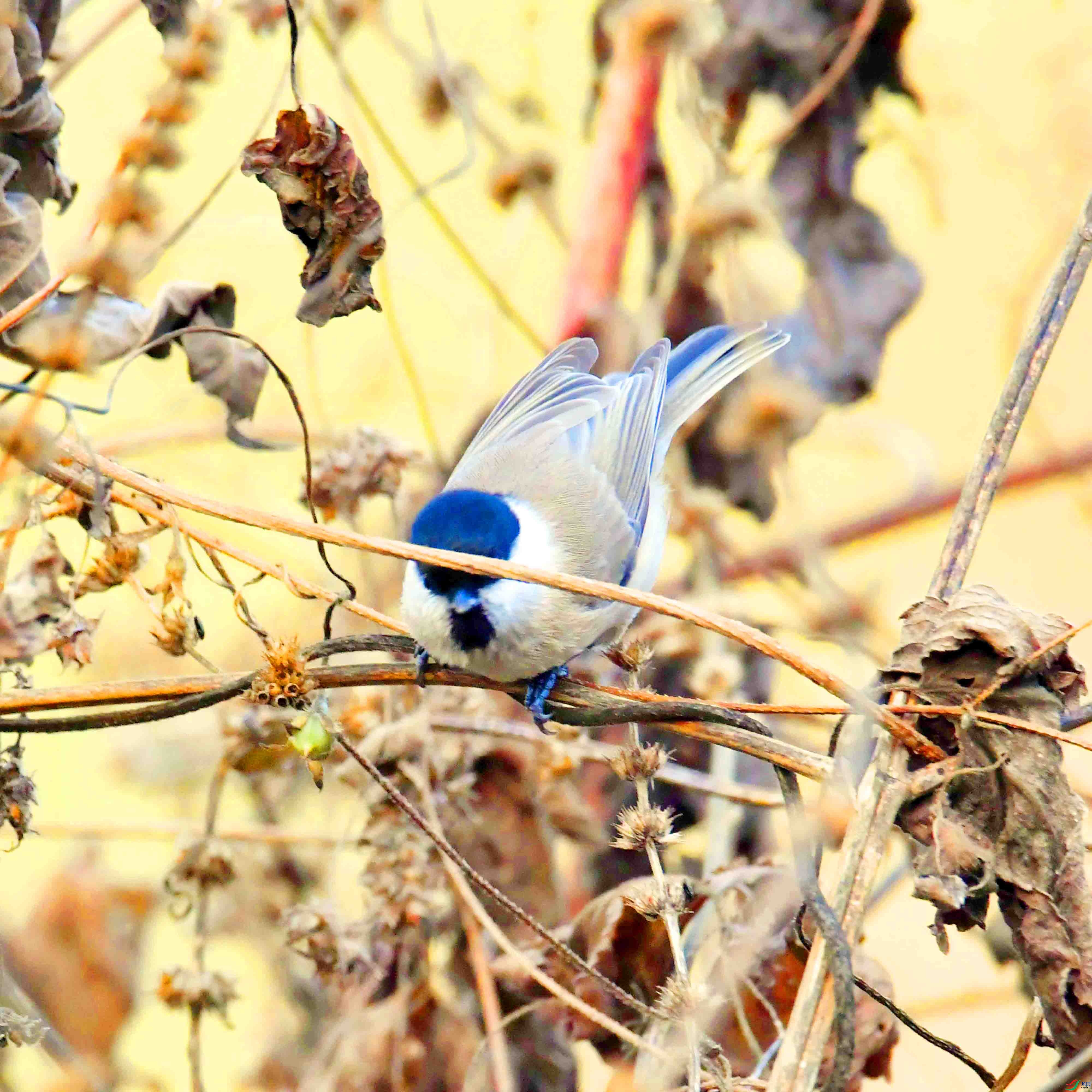 DSC_3656.JPG