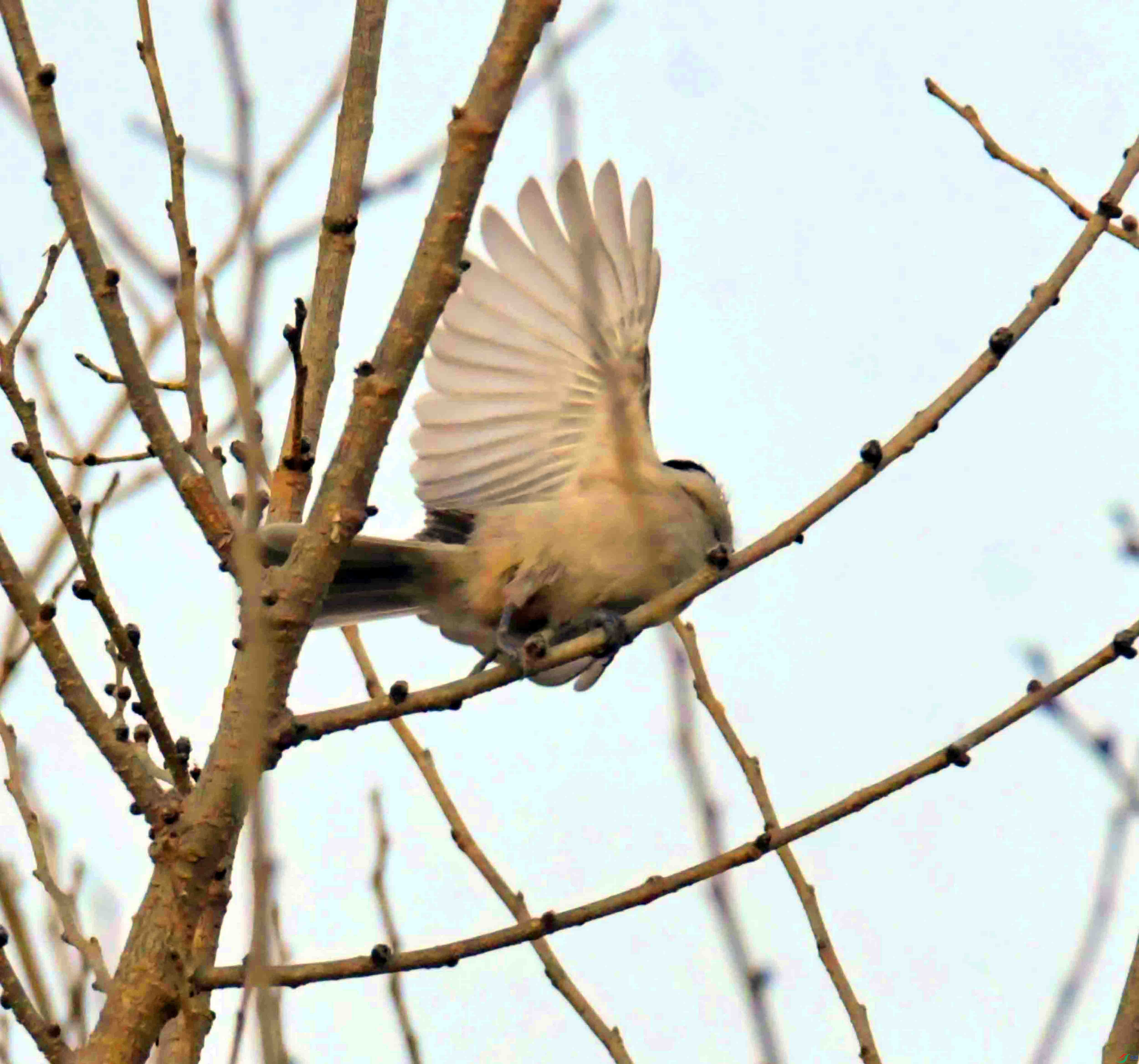DSC_4522.JPG
