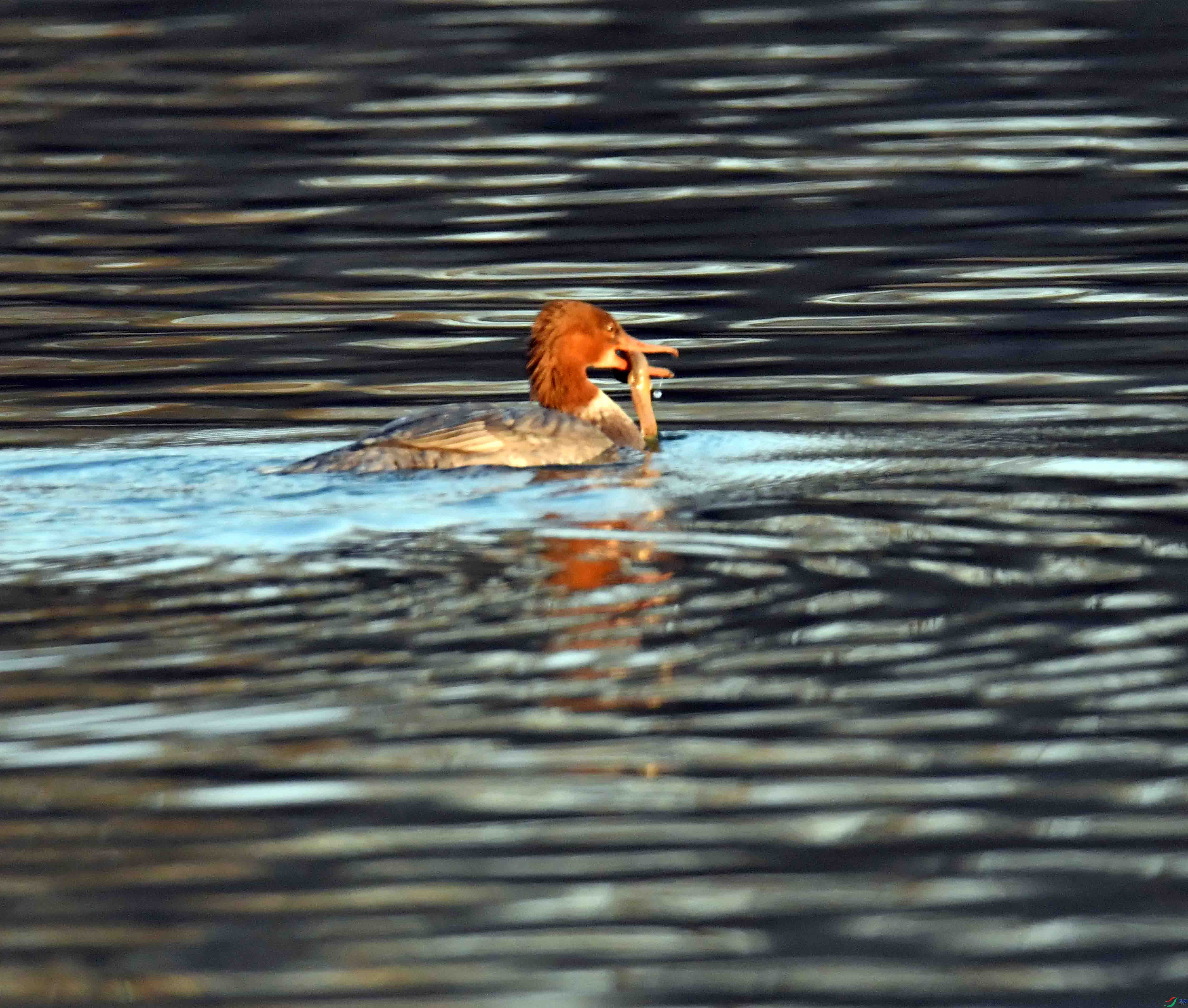 DSC_2930.JPG