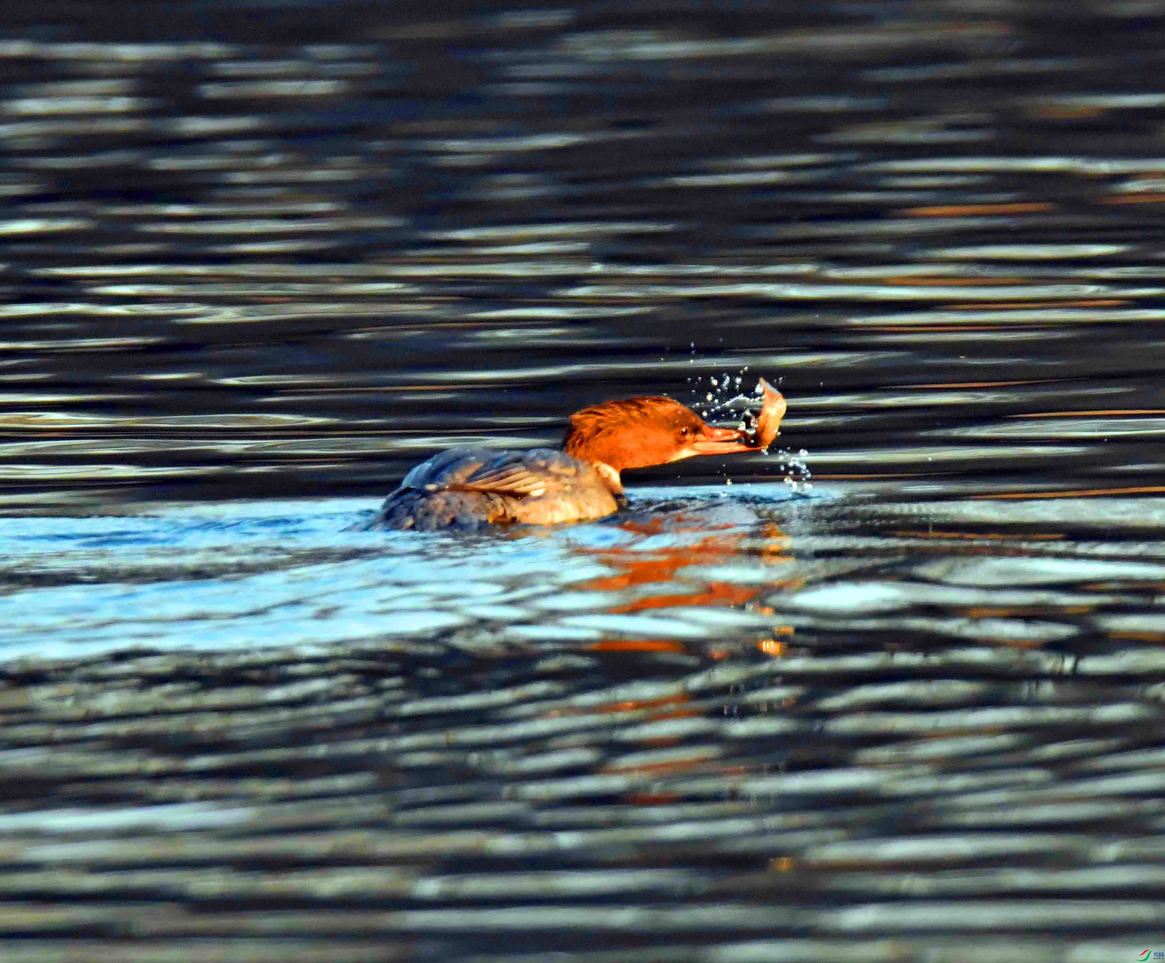 DSC_2934.JPG