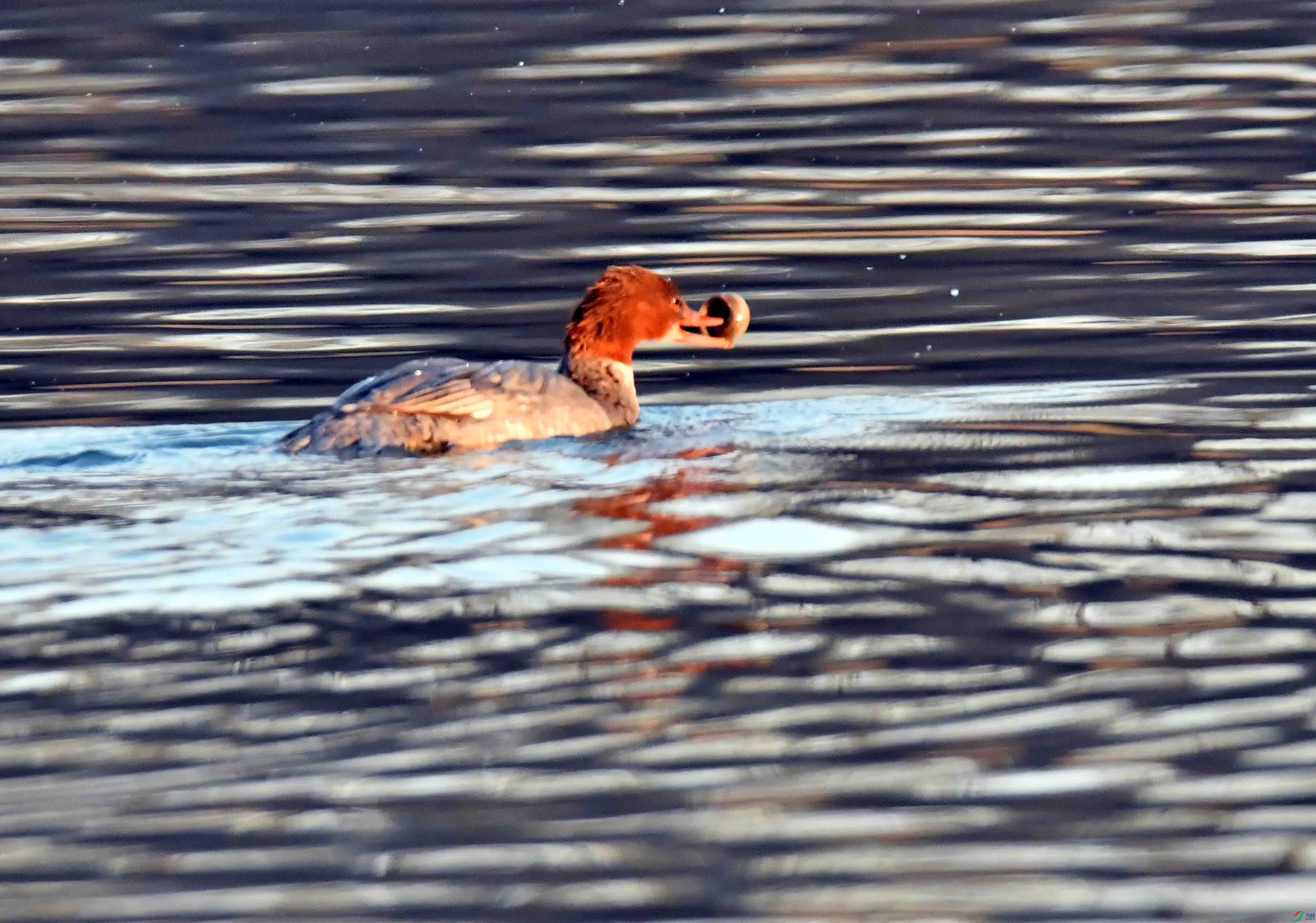 DSC_2937.JPG