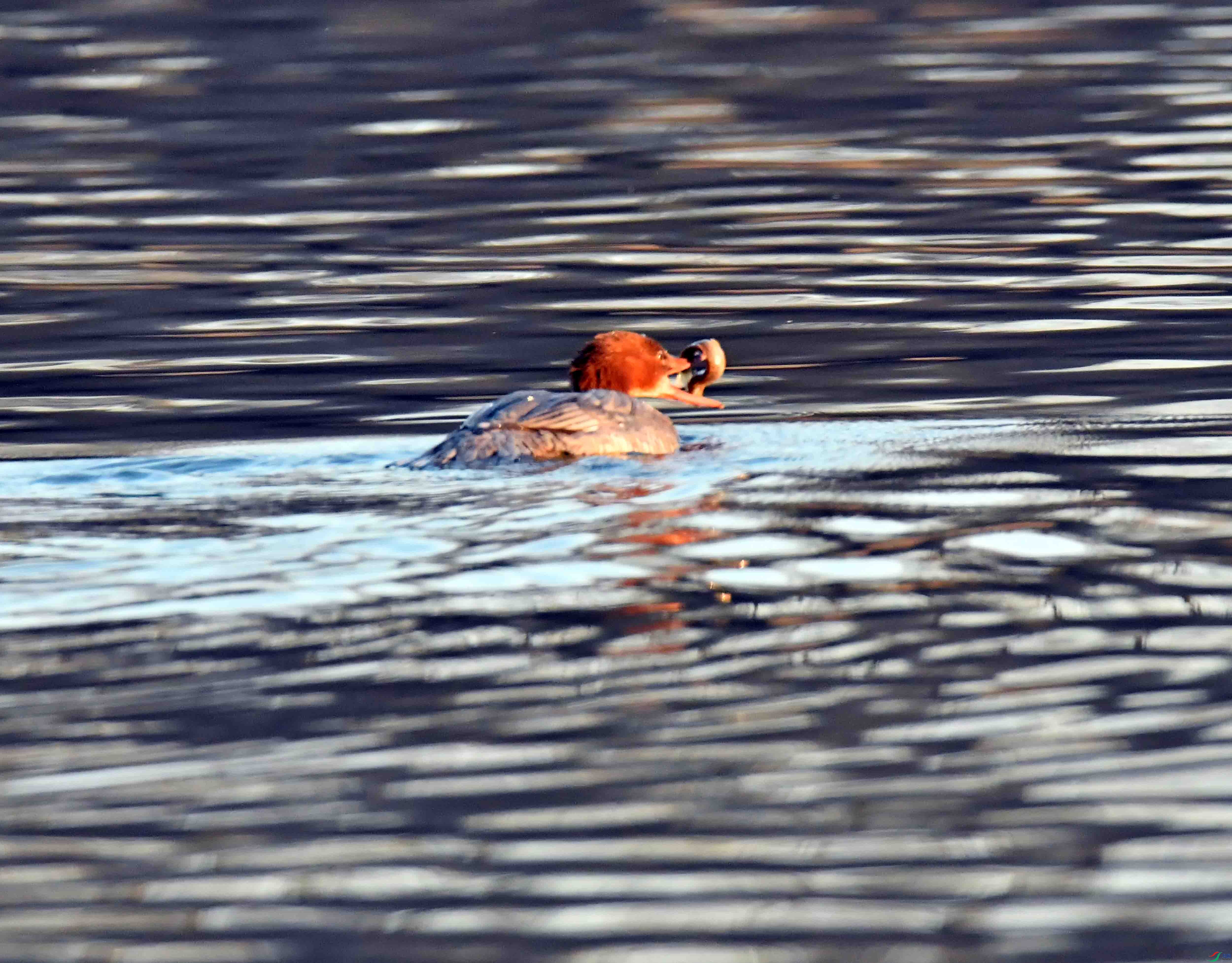 DSC_2939.JPG