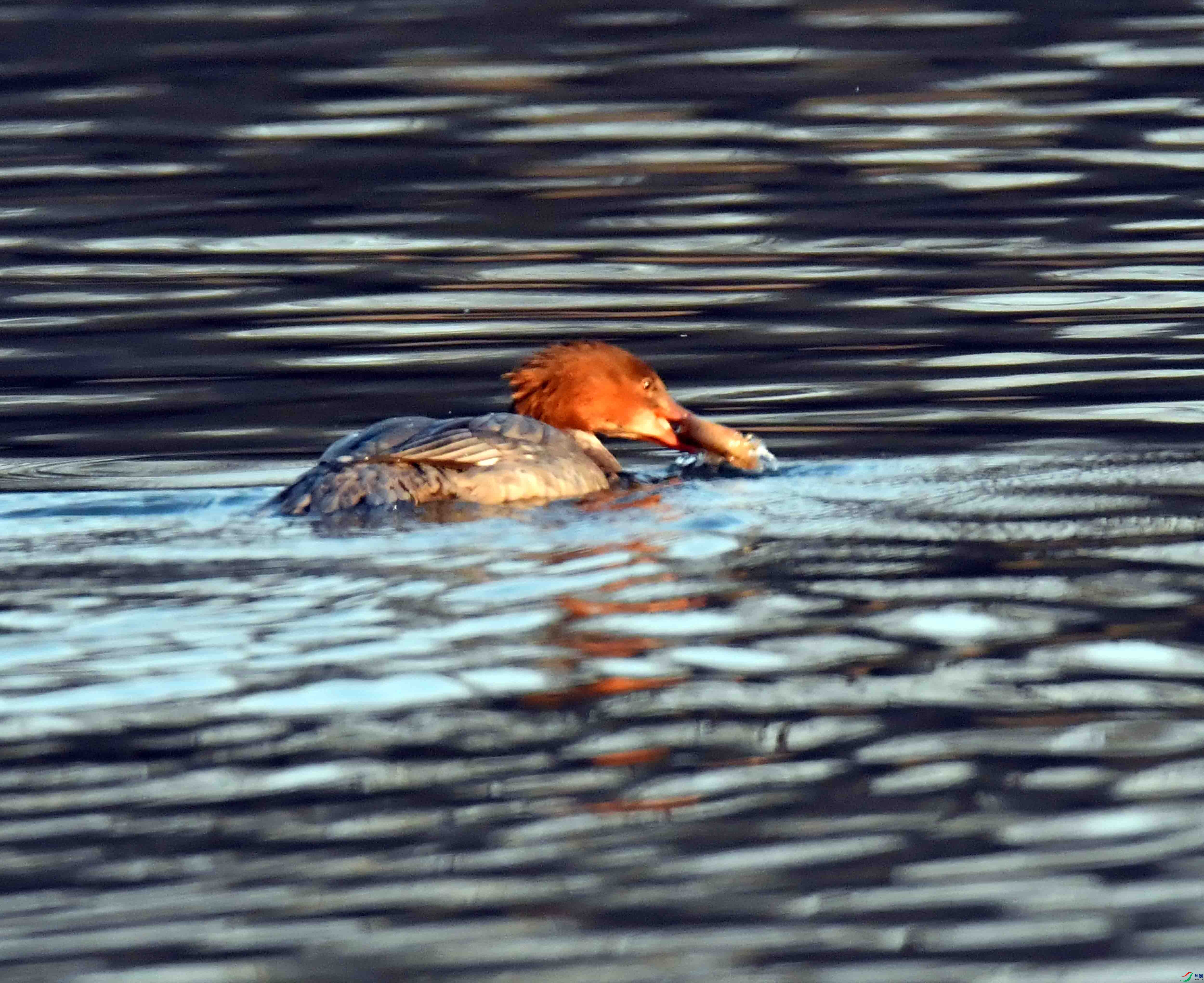 DSC_2940.JPG